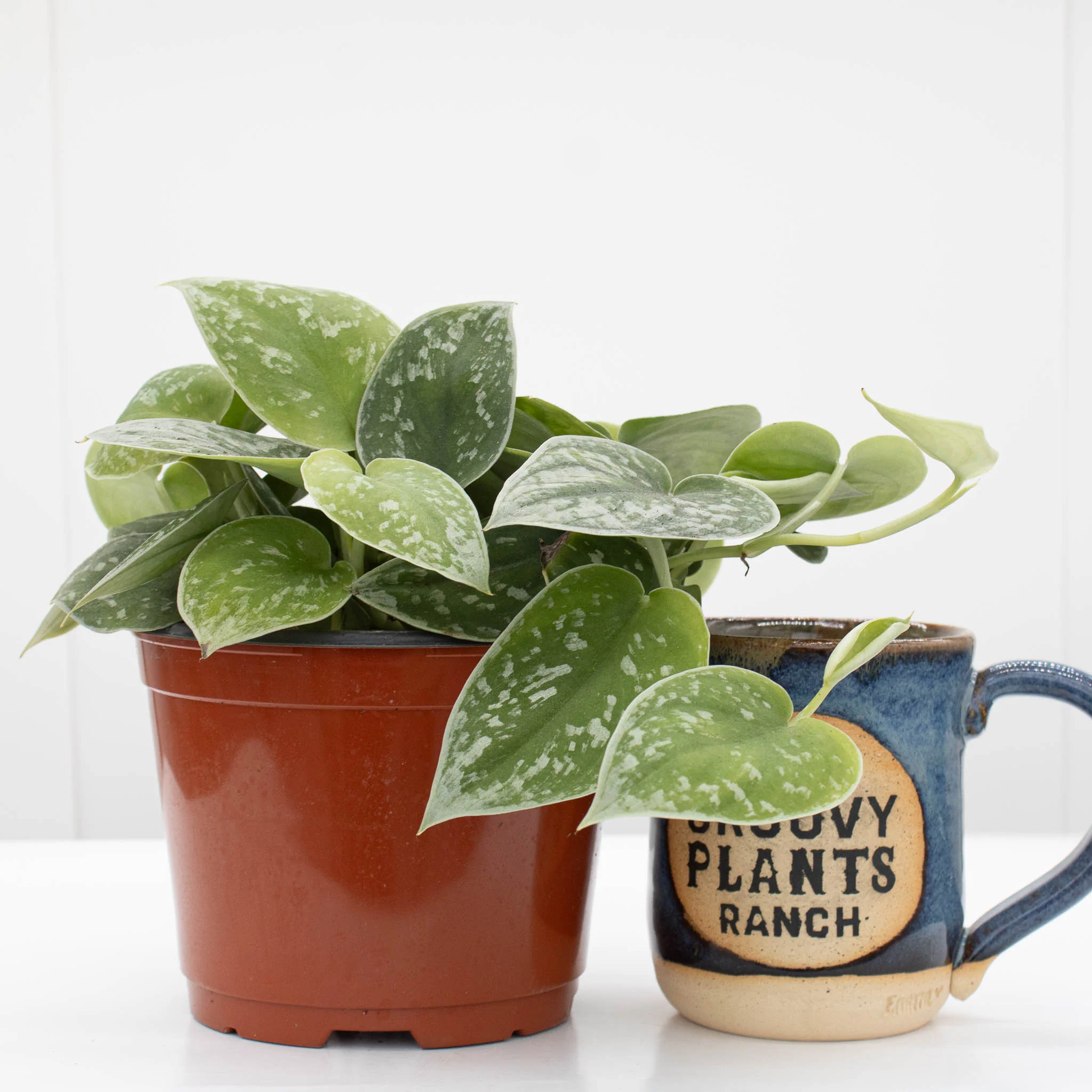 Silver Ann Pothos | Scindapsus pictus 'Silvery Ann' 6" pot - Image 3