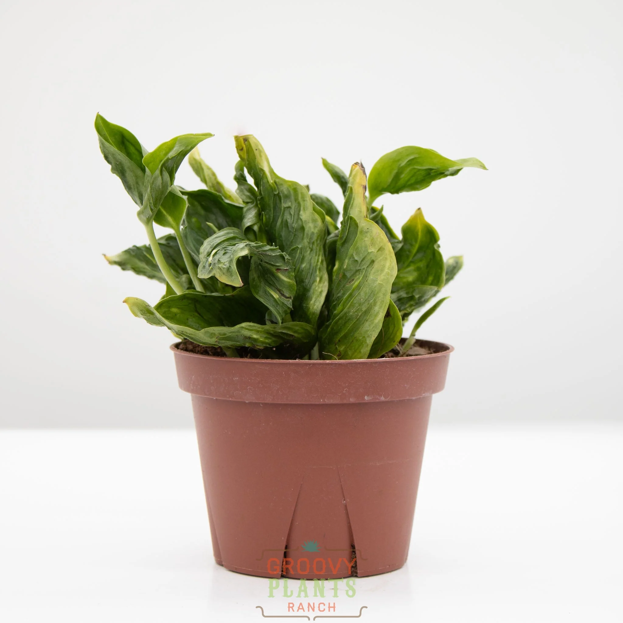 Godzilla Pothos | Epipremnum aureum 'Shangri La' - Image 2