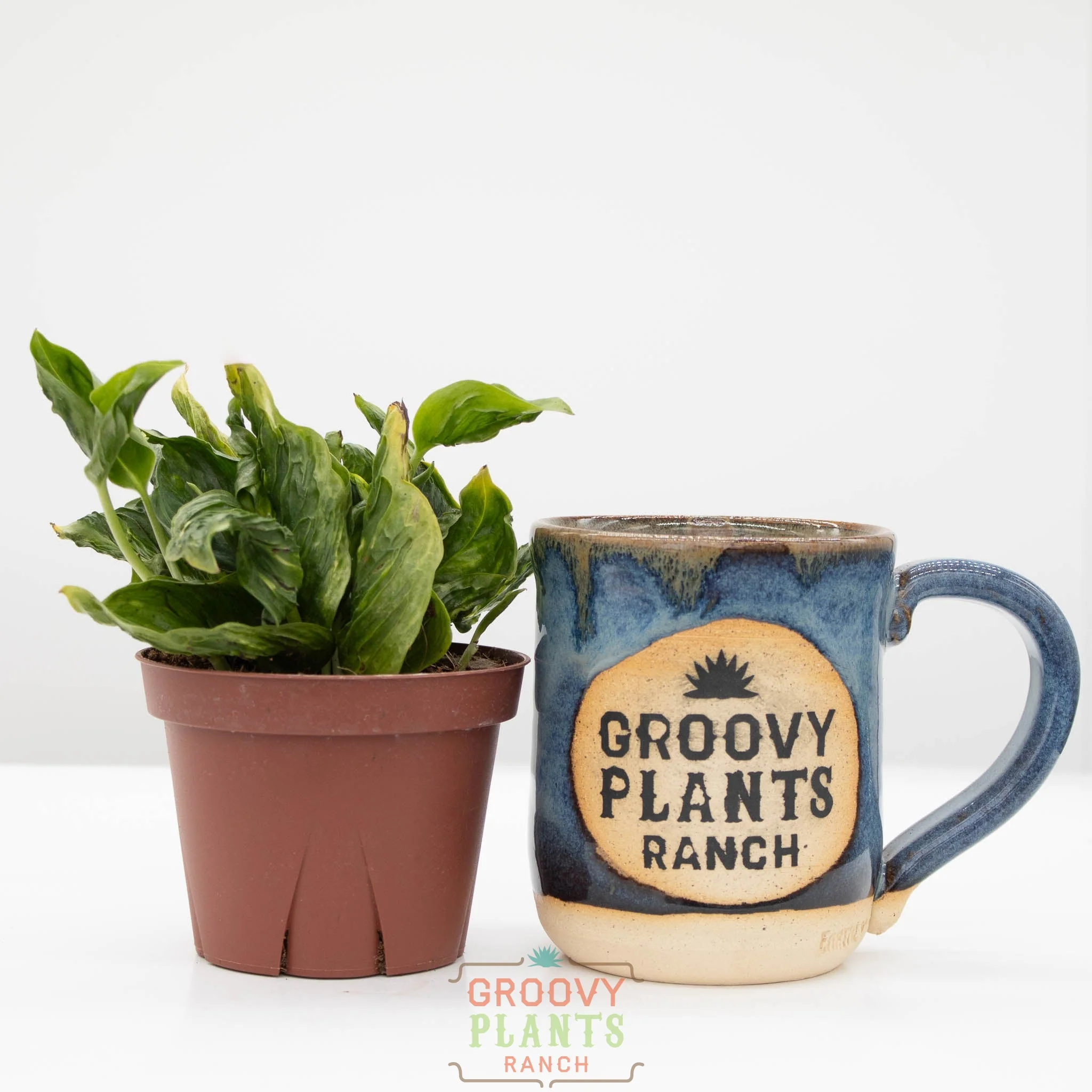 Godzilla Pothos | Epipremnum aureum 'Shangri La' - Image 3