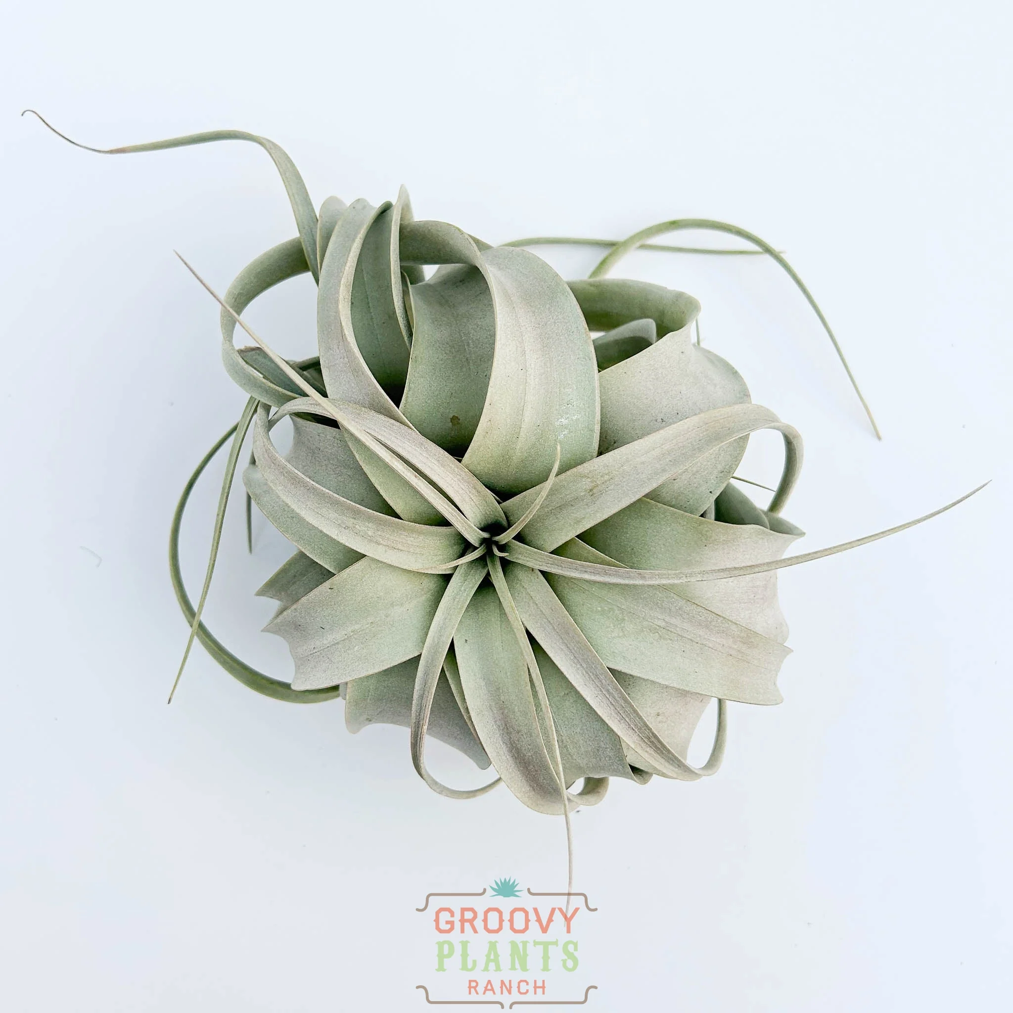 Small Tillandsia Xerographicas 5"