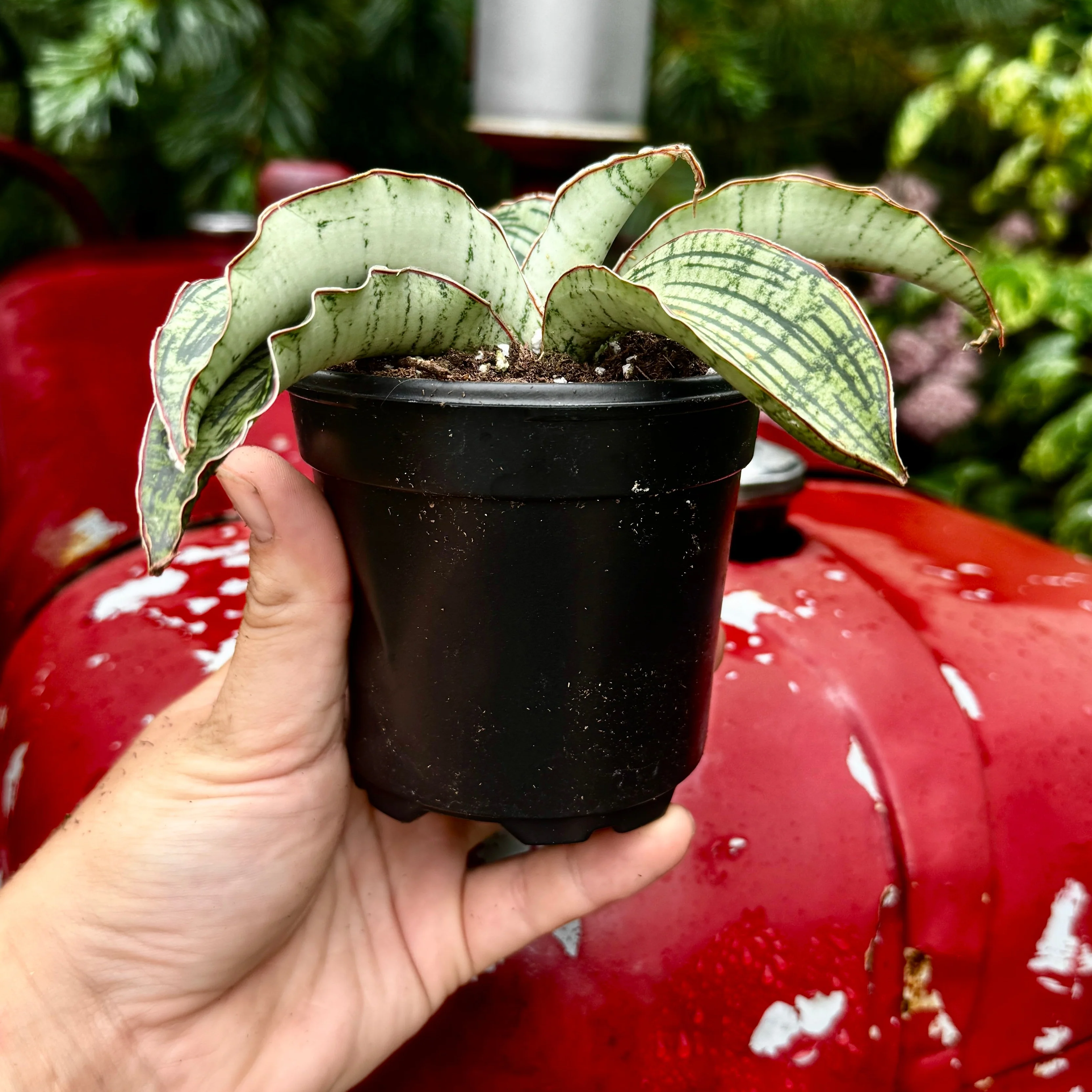Snake Plant | Sansevieria 'Cleopatra' - Image 2