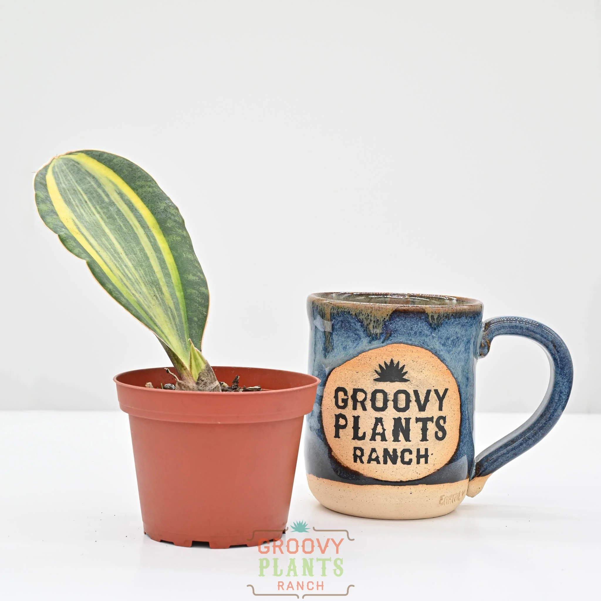 Snake Plant | Sansevieria masoniana 'Variegata' - Image 3