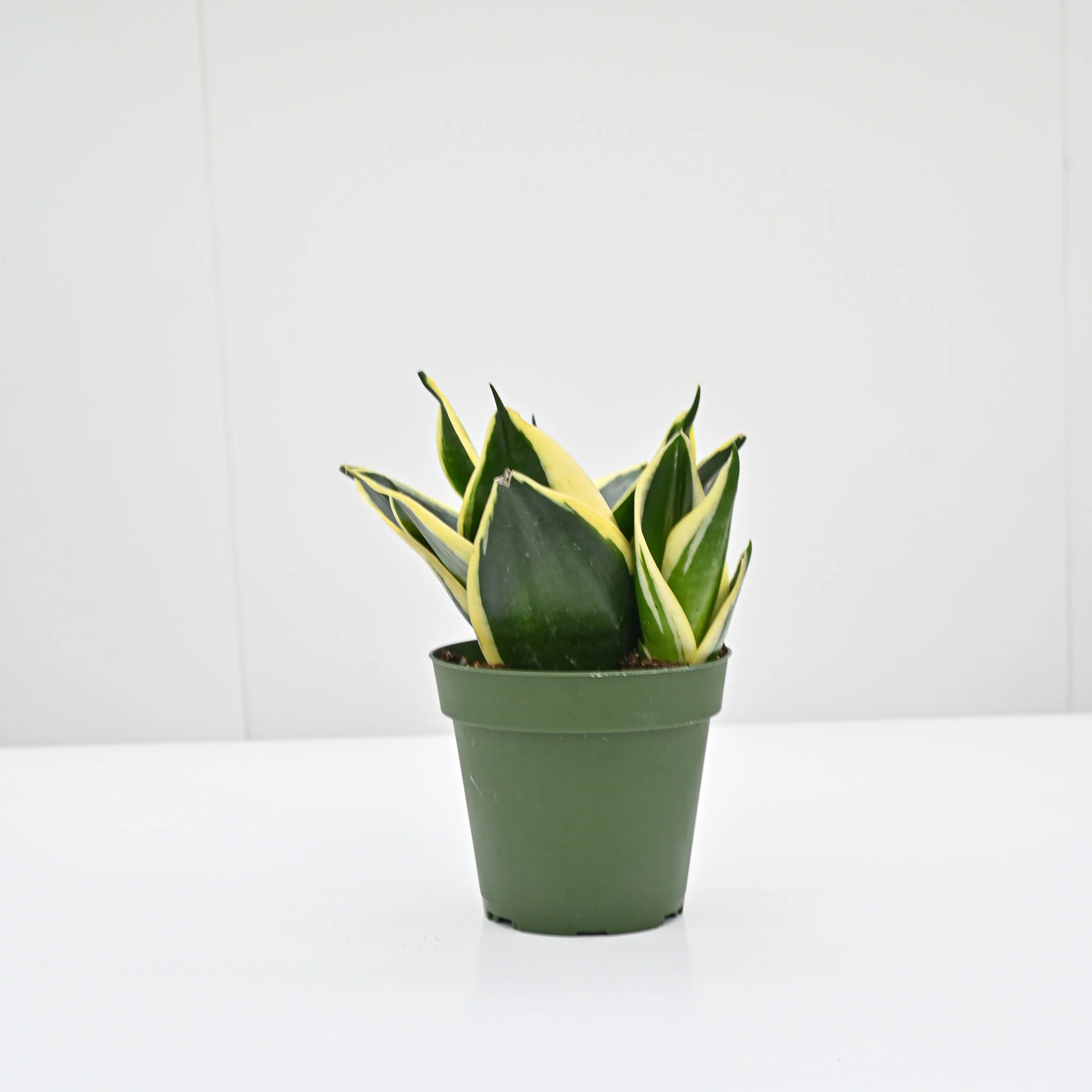 Snake Plant | Sansevieria 'Jade Pagoda Hahnii' - Image 2