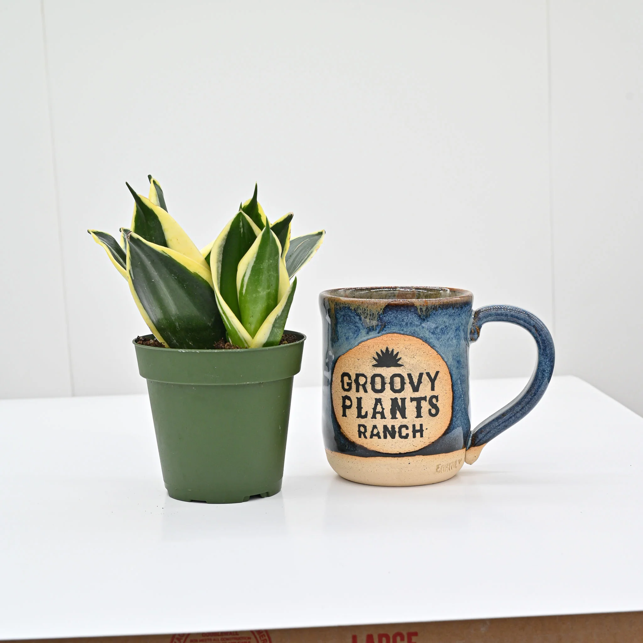 Snake Plant | Sansevieria 'Jade Pagoda Hahnii' - Image 3