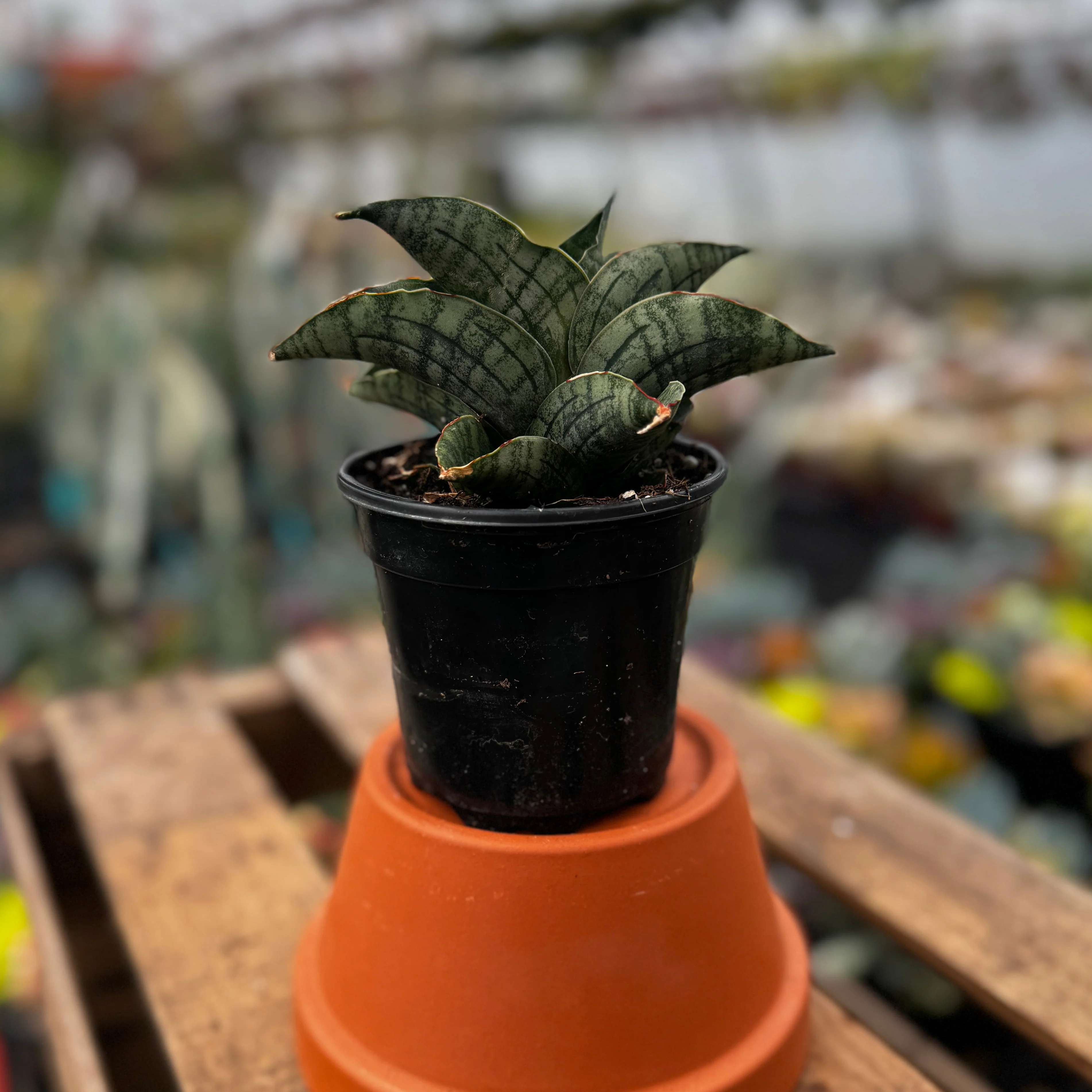 Snake Plant | Sansevieria 'Lion Heart'