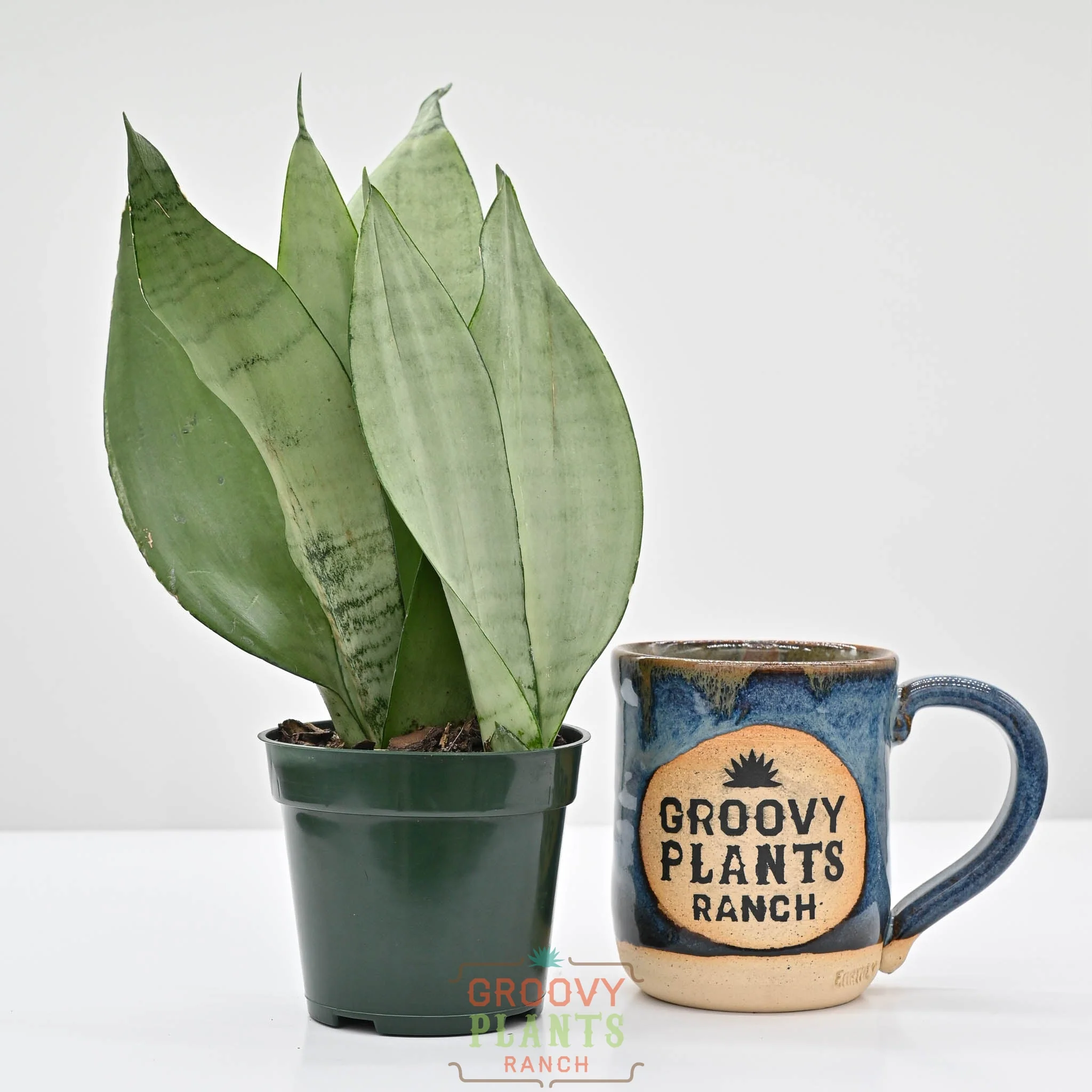 Snake Plant | Sansevieria 'moonlight' - Image 2