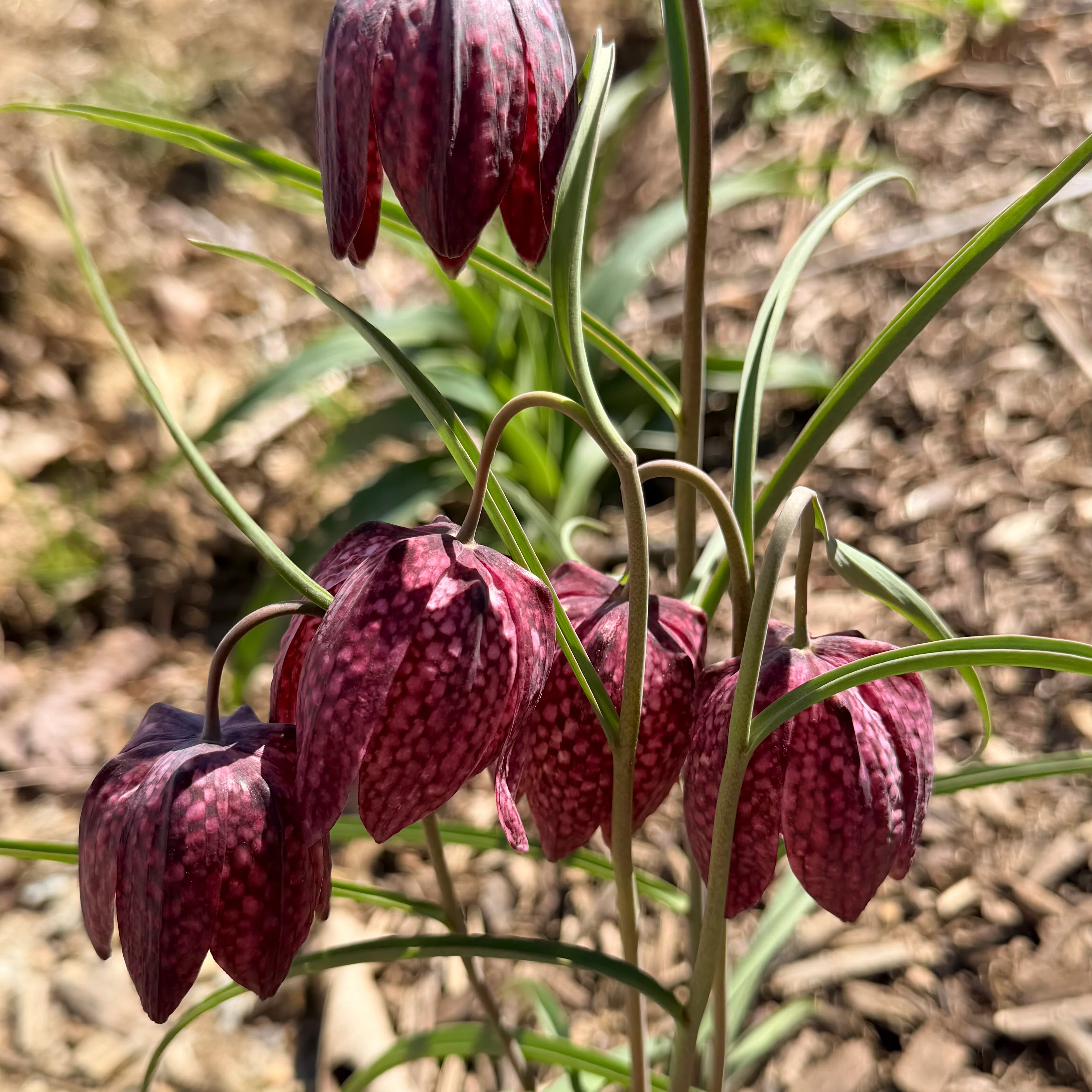 Snake's Head Fritillary - Image 2