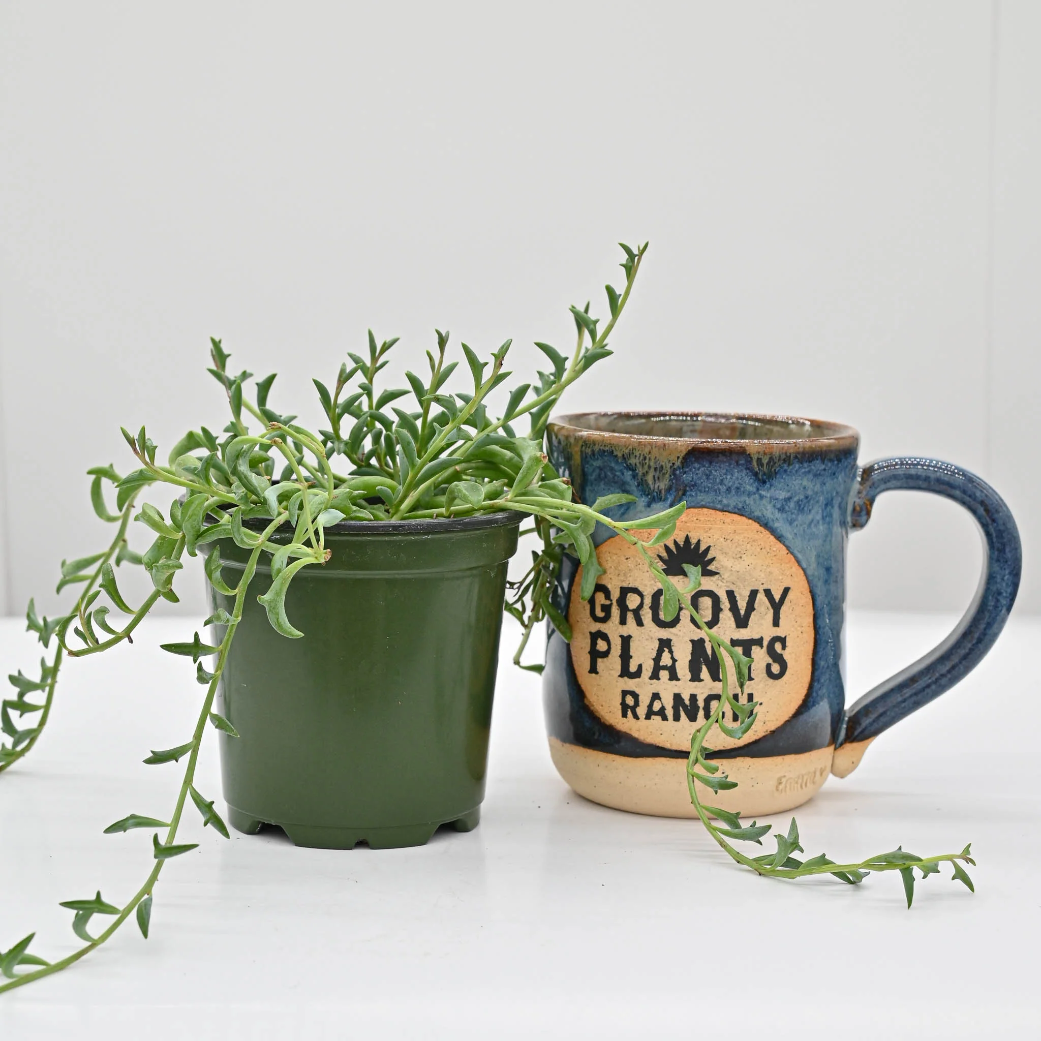 String of Dolphins | Senecio peregrinus - Image 3