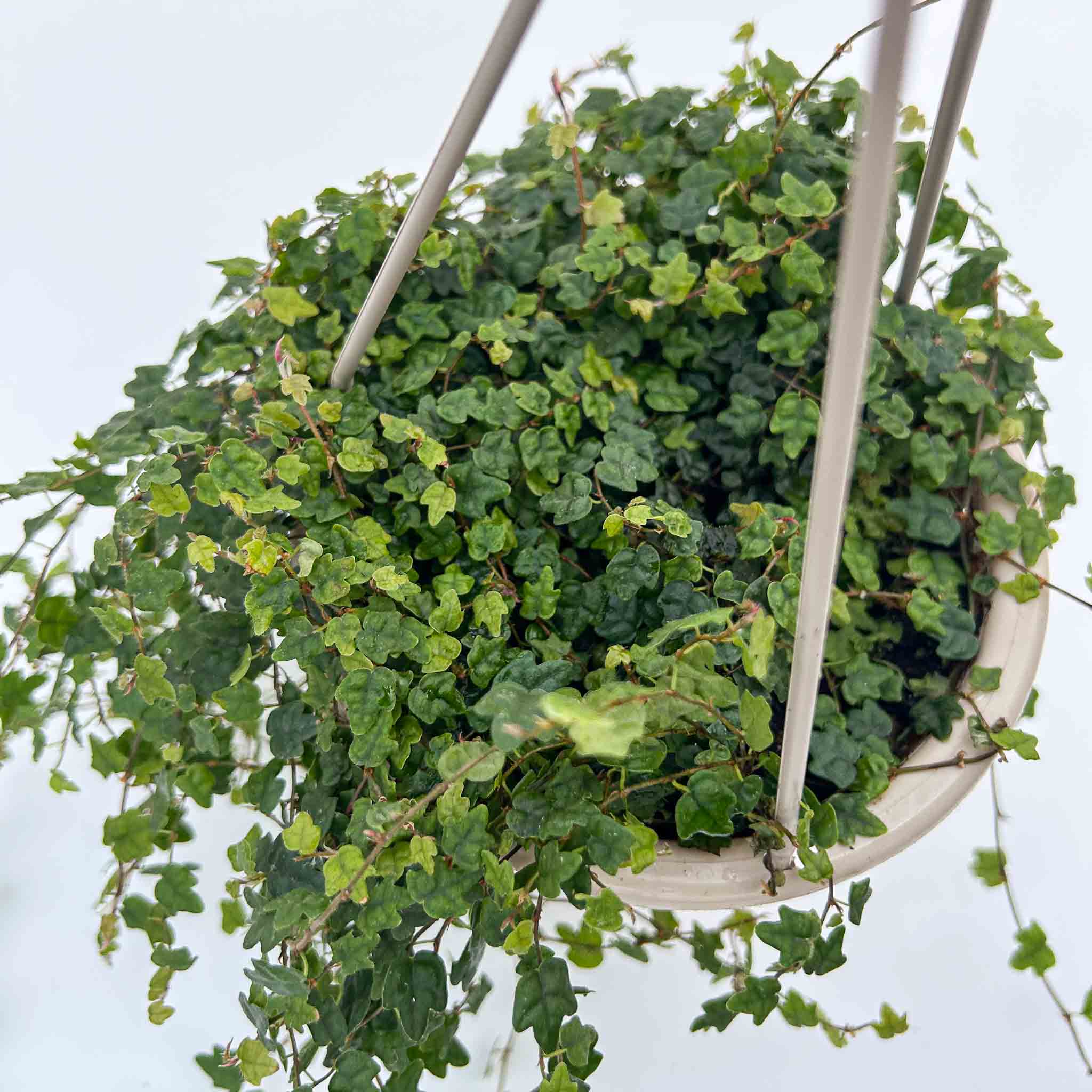String of Frogs Hanging Basket | Ficus Quercifolia - Image 2