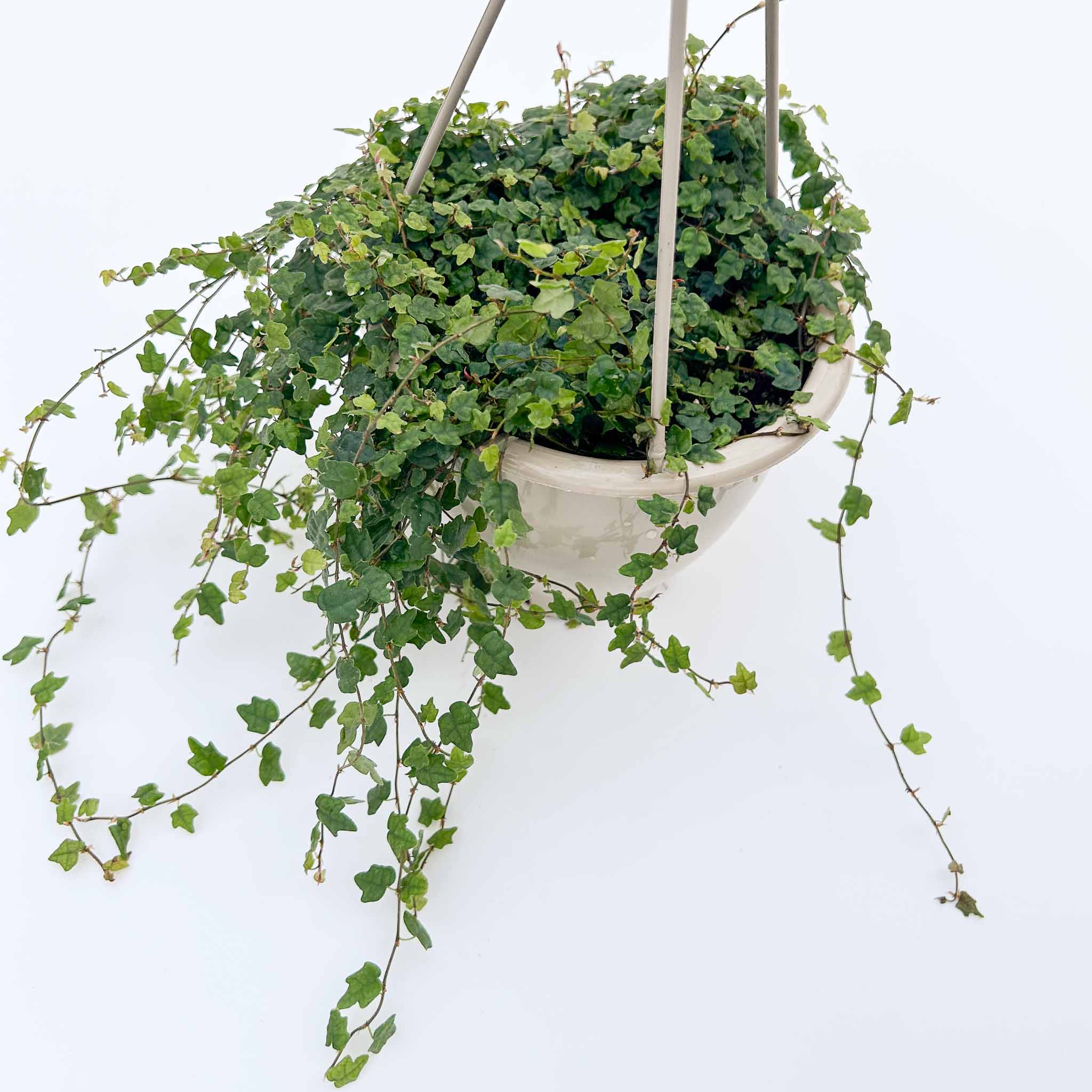 String of Frogs Hanging Basket | Ficus Quercifolia - Image 3