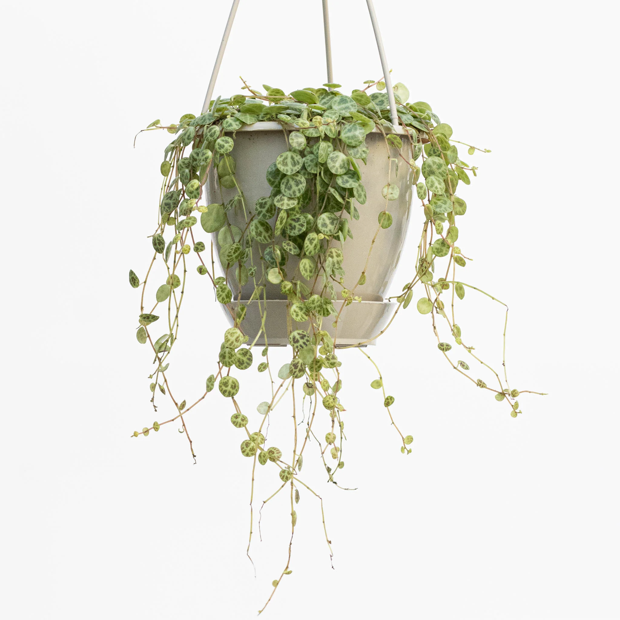 String of Turtles Hanging Basket | Peperomia 'prostrata' - Image 2