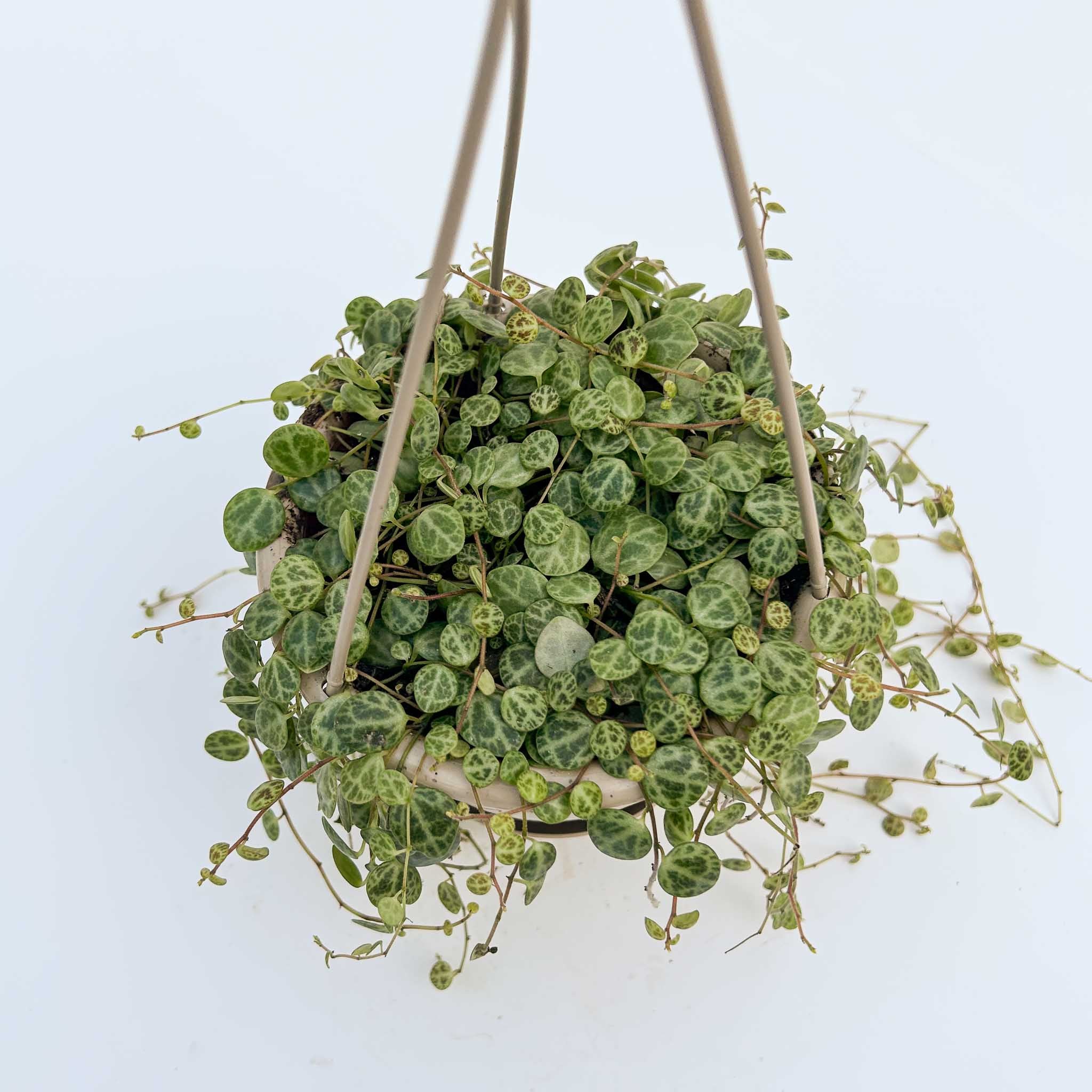 String of Turtles Hanging Basket | Peperomia 'prostrata' - Image 3