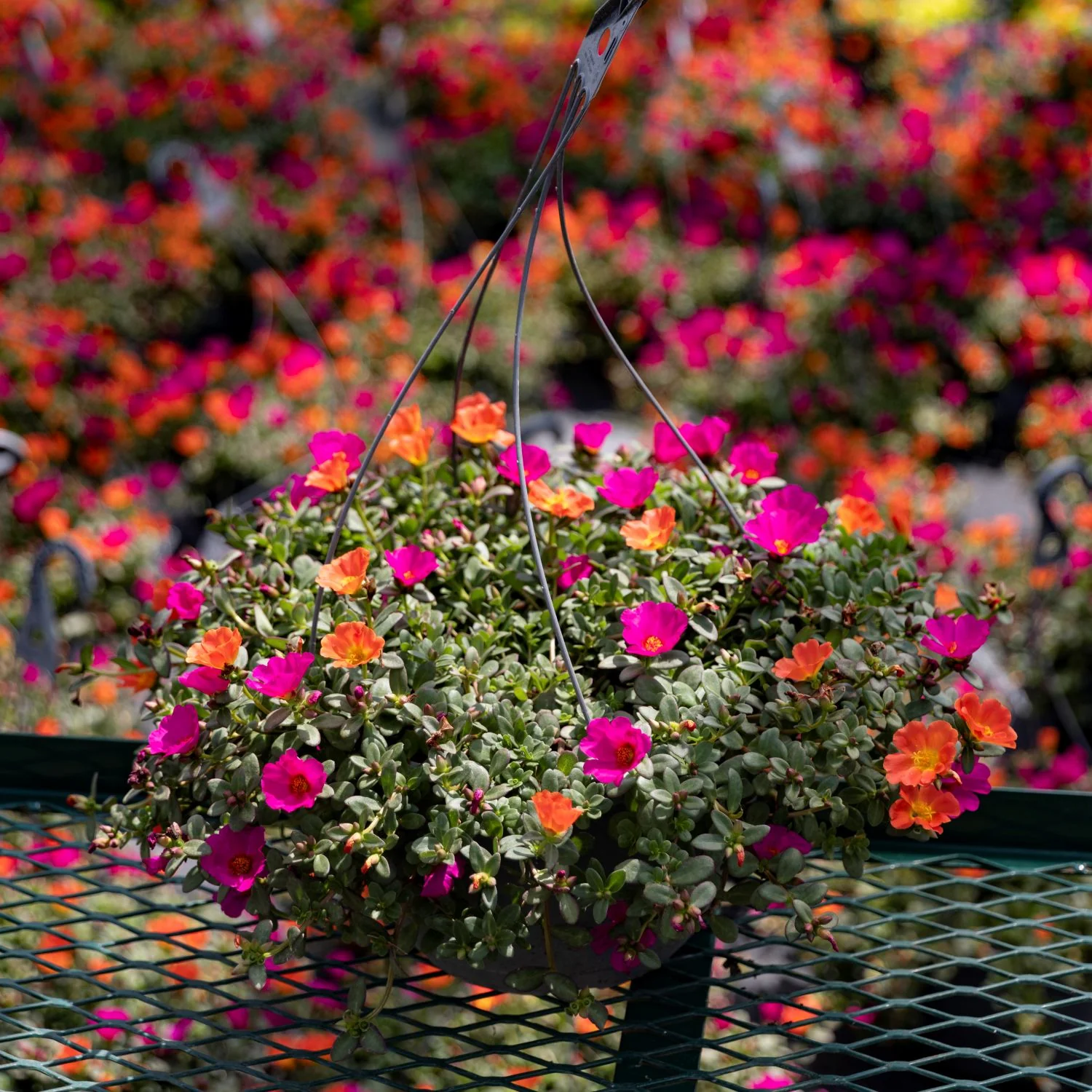 Sun Loving Basket Portulaca | Moss Rose Hanging Basket - Image 3