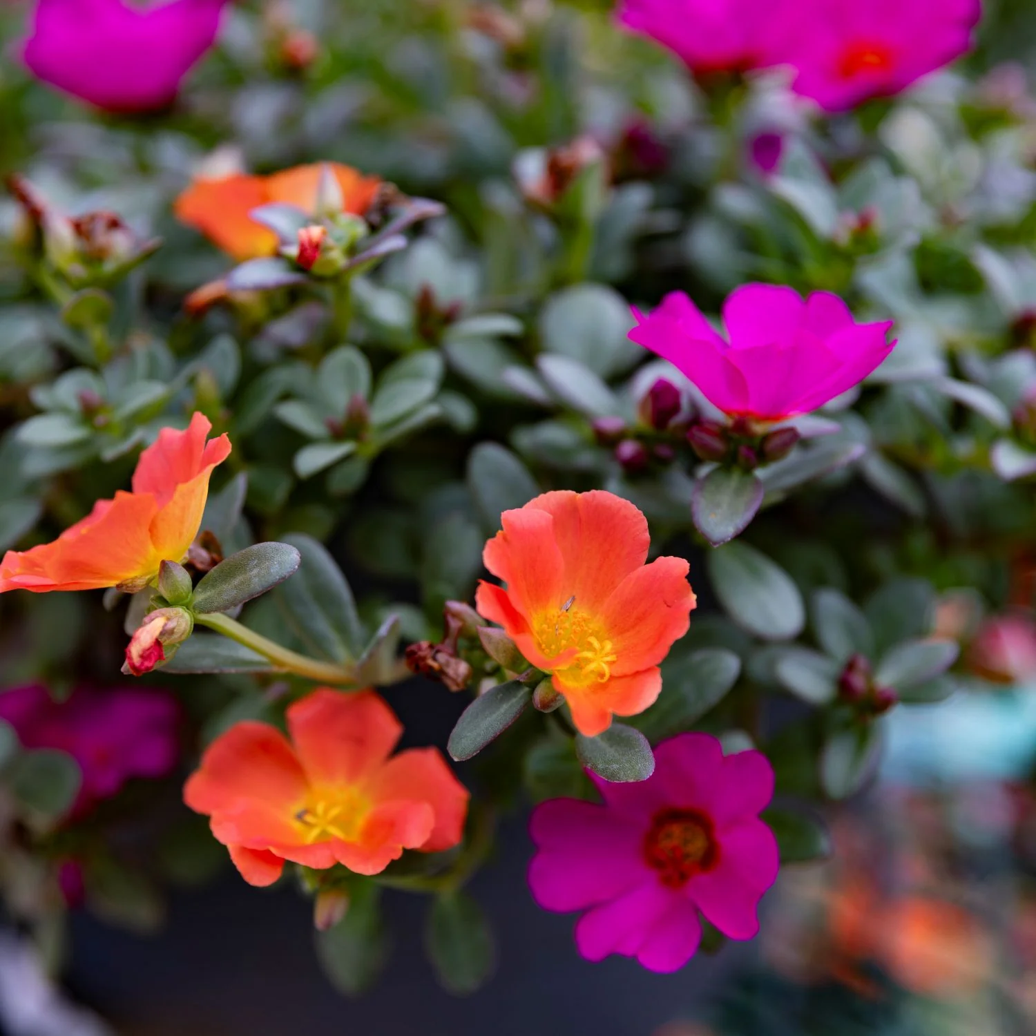 Sun Loving Basket Portulaca | Moss Rose Hanging Basket - Image 4