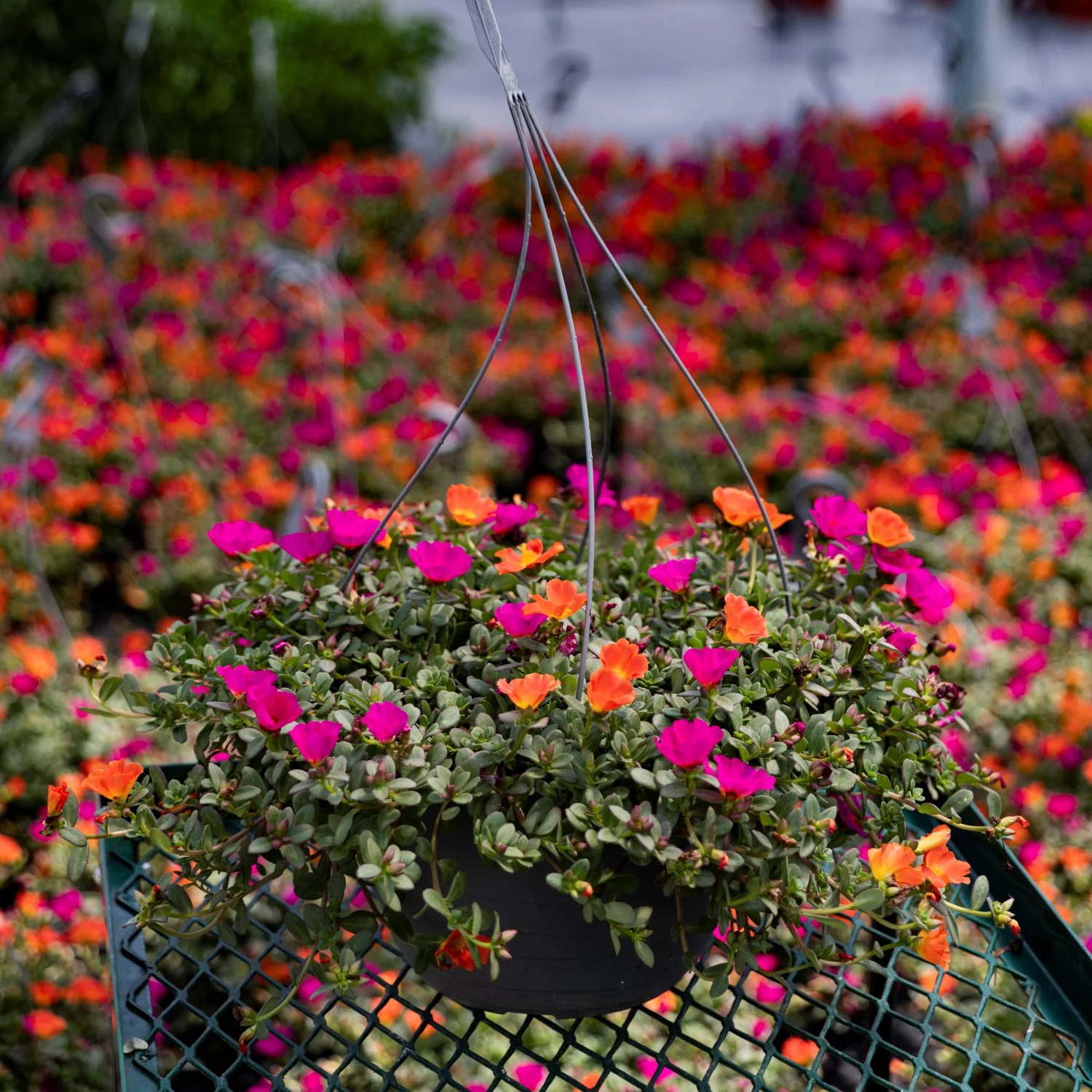 Sun Loving Basket Portulaca | Moss Rose Hanging Basket - Image 5