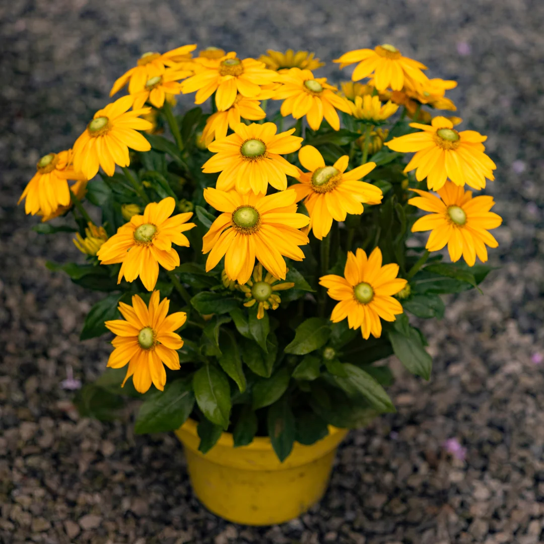 Sunbeckia 'Ophelia' - Image 2