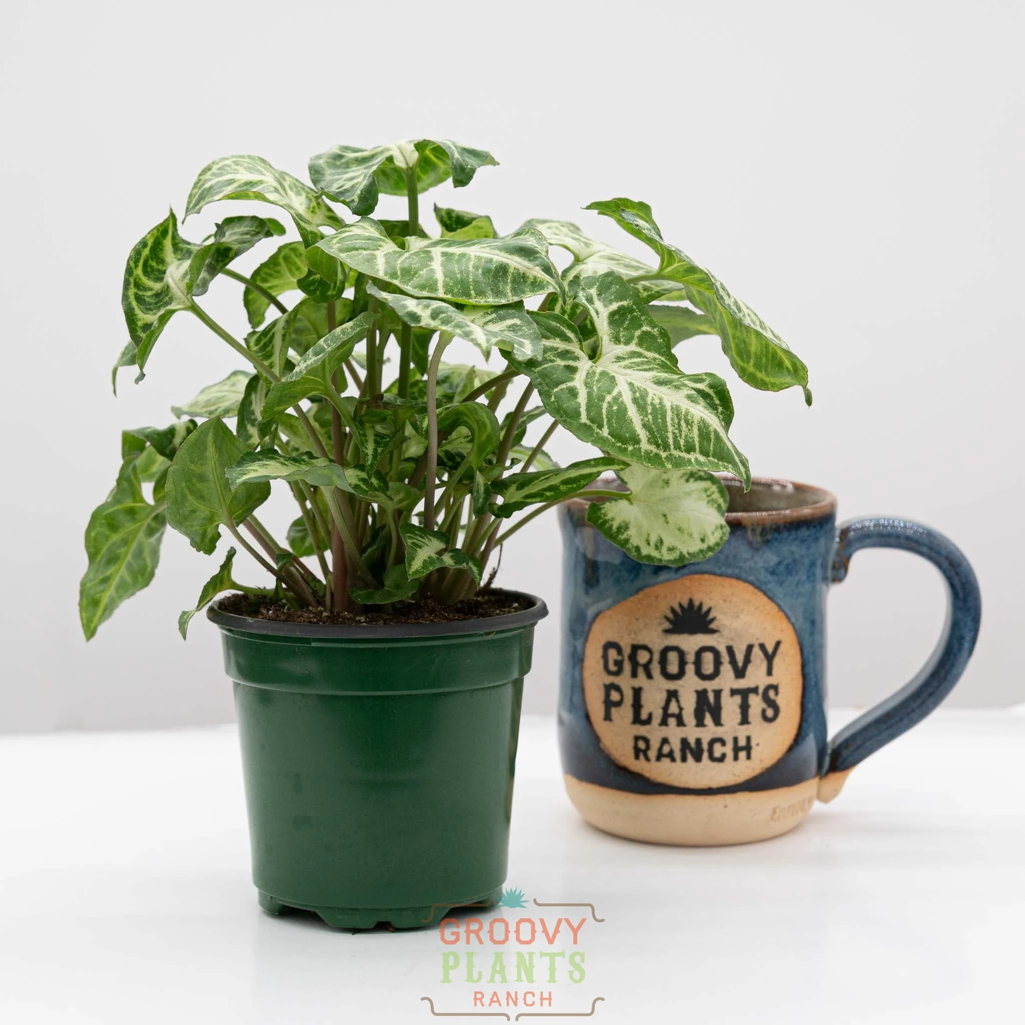 Arrowhead Vine | Syngonium Podophyllum 'Glo-go' - Image 2