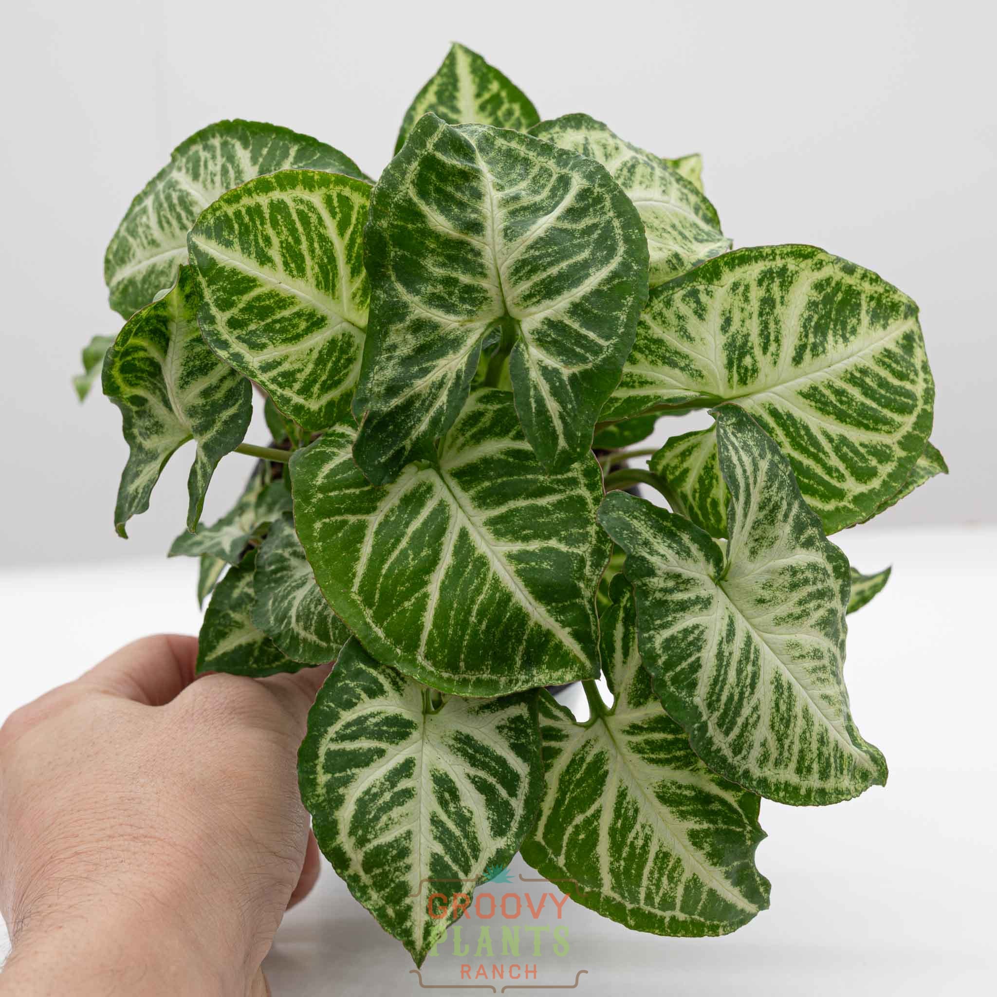 Arrowhead Vine | Syngonium Podophyllum 'Glo-go' - Image 3