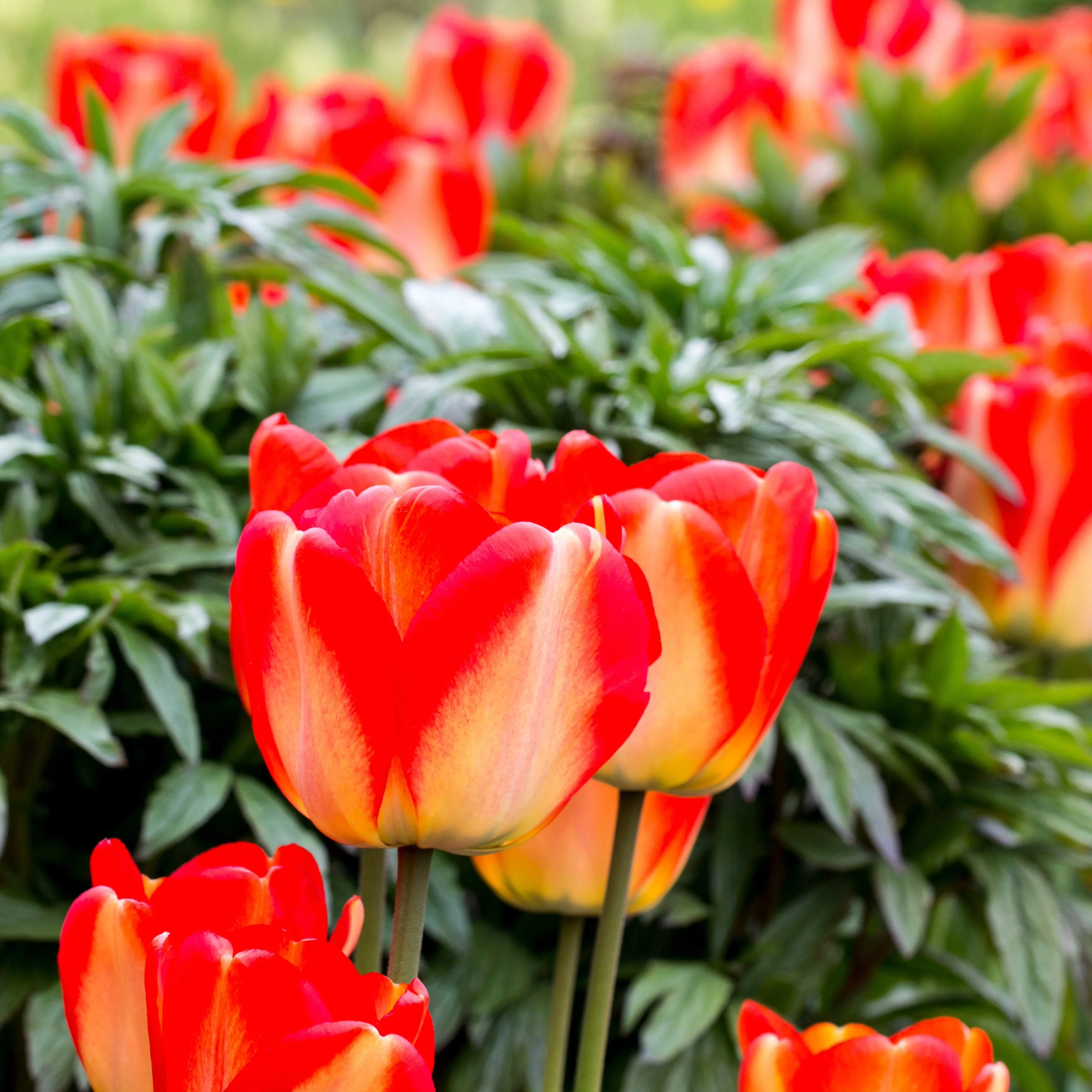 Tulip 'American Dream'