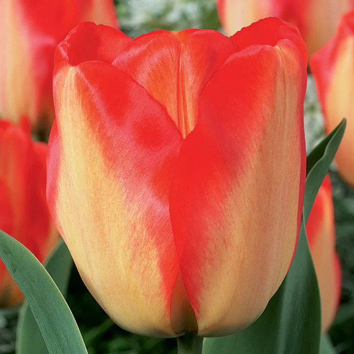 Tulip 'American Dream' - Image 2