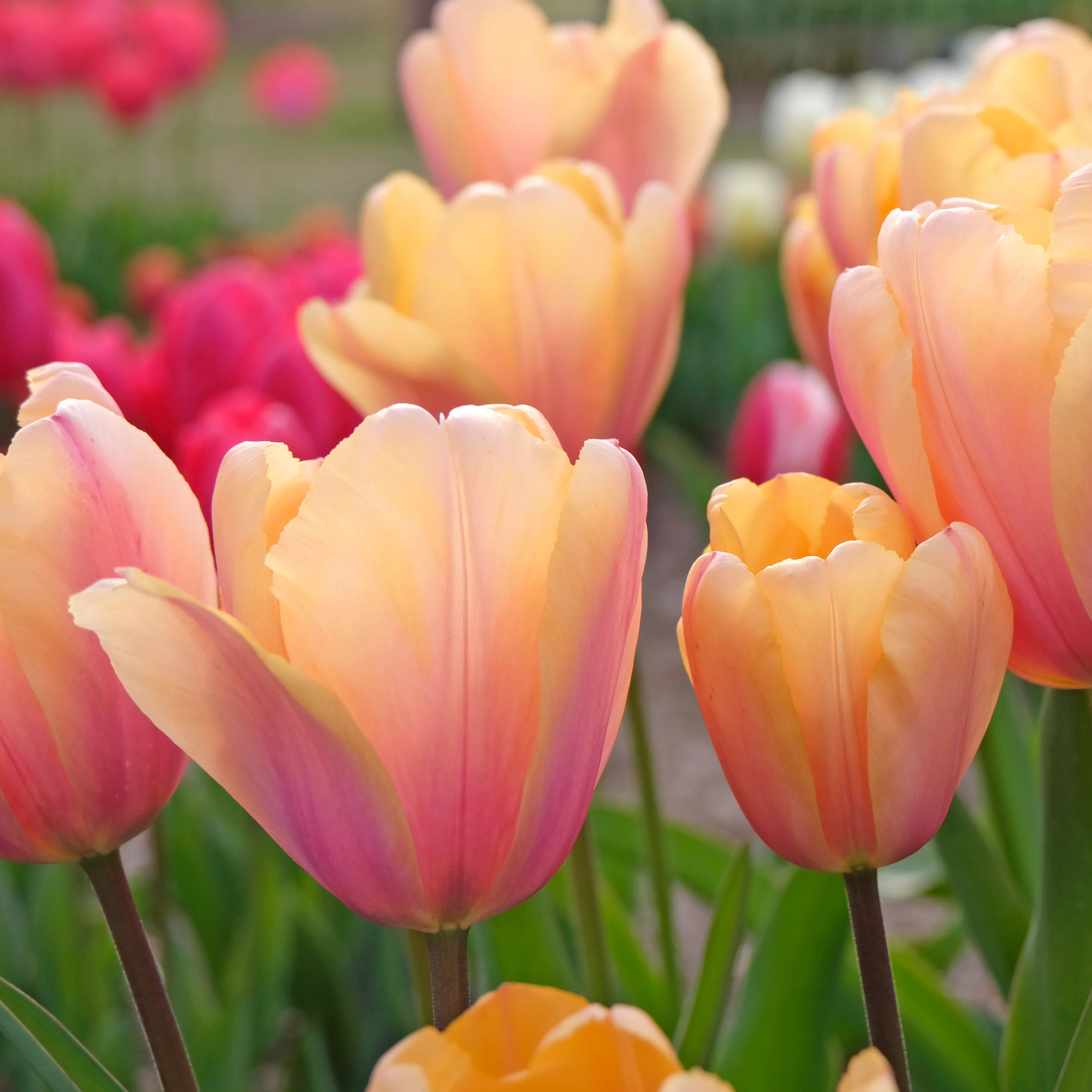 Tulip 'Blushing Impressions'