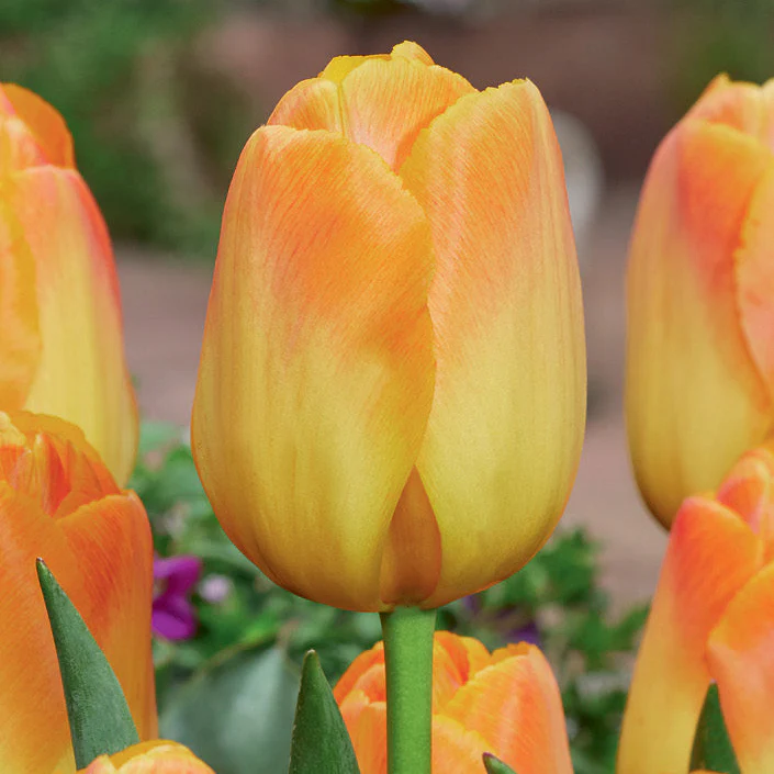 Tulip 'Desert Sun'