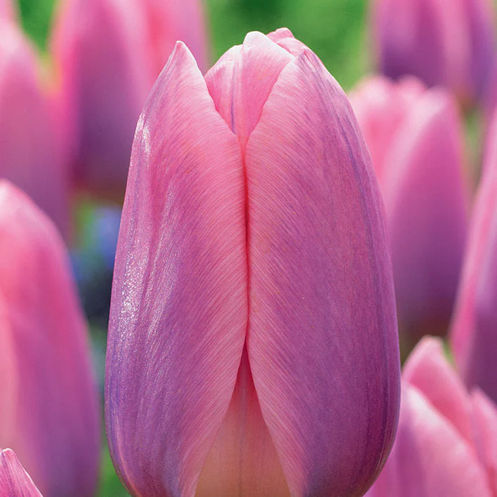 Tulip 'Light and Dreamy' - Image 2