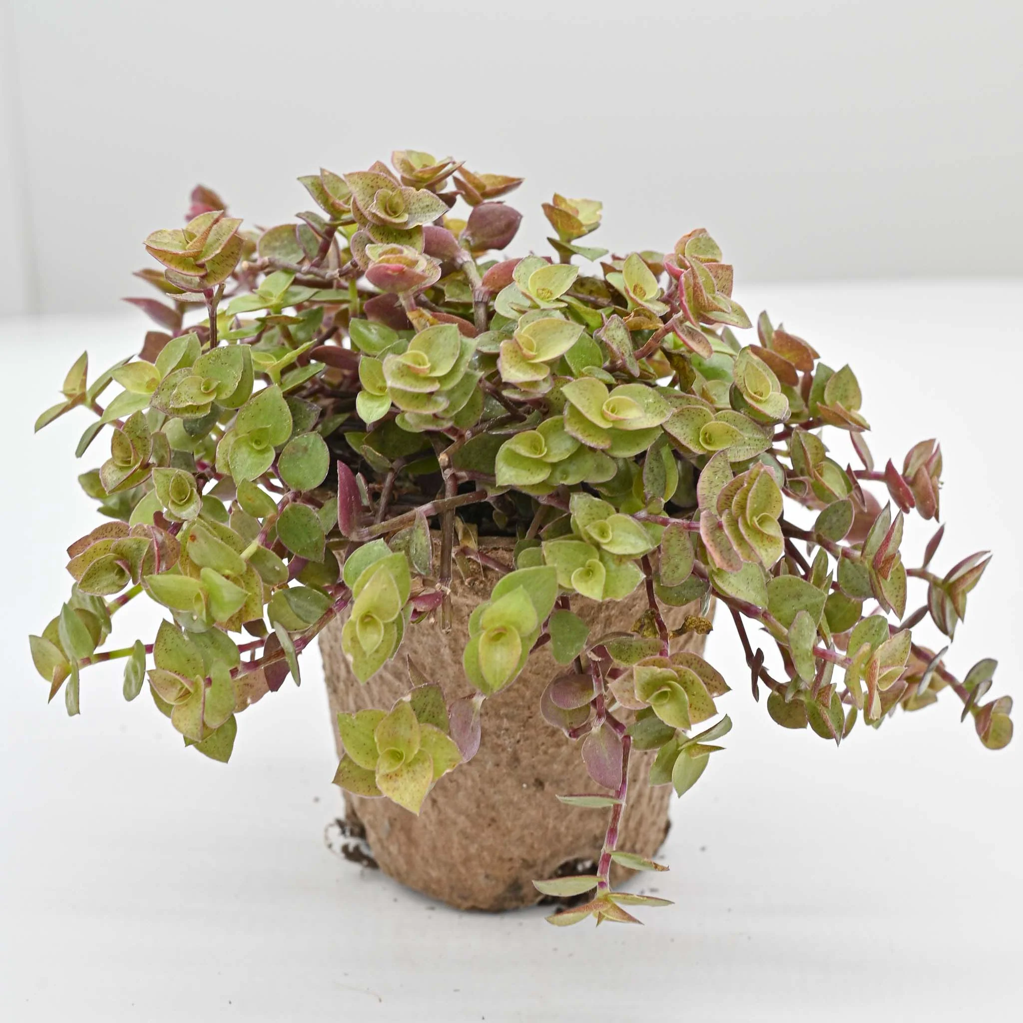 Turtle Vine | Callisia repens 'Gold'