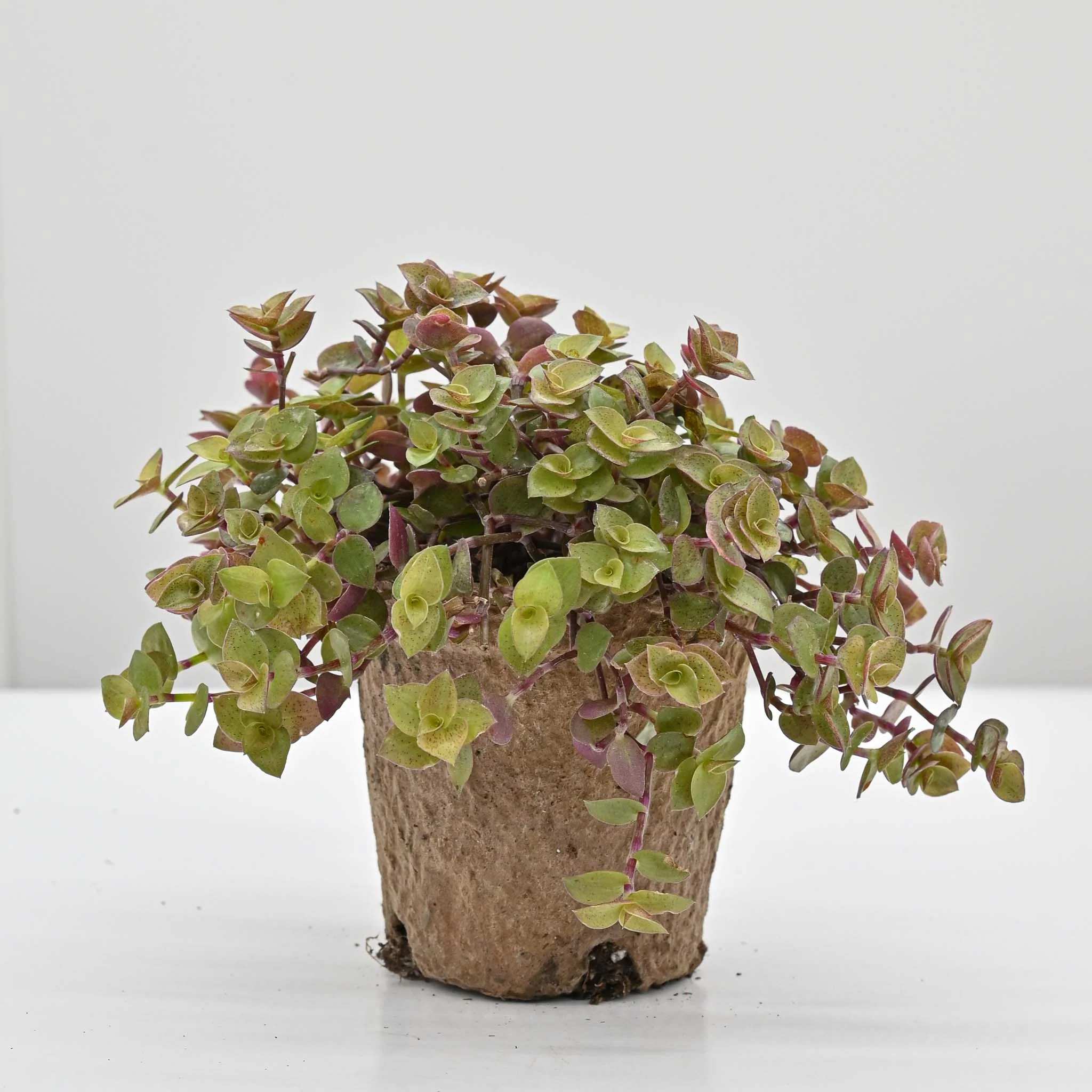 Turtle Vine | Callisia repens 'Gold' - Image 2