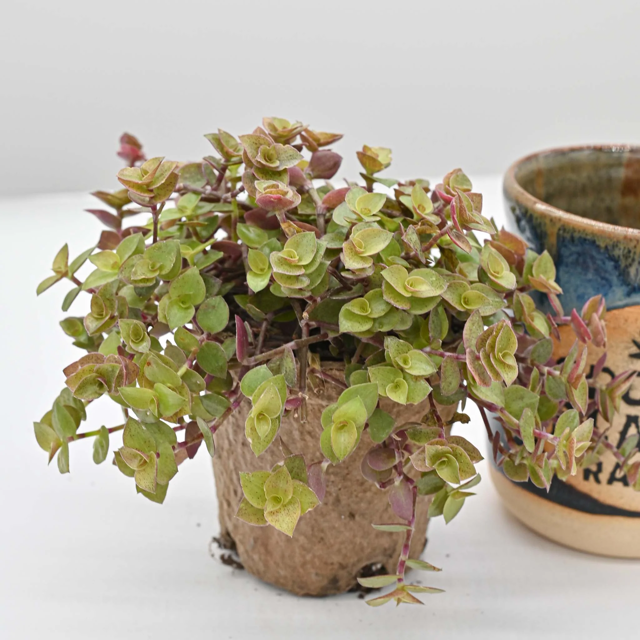 Turtle Vine | Callisia repens 'Gold' - Image 4