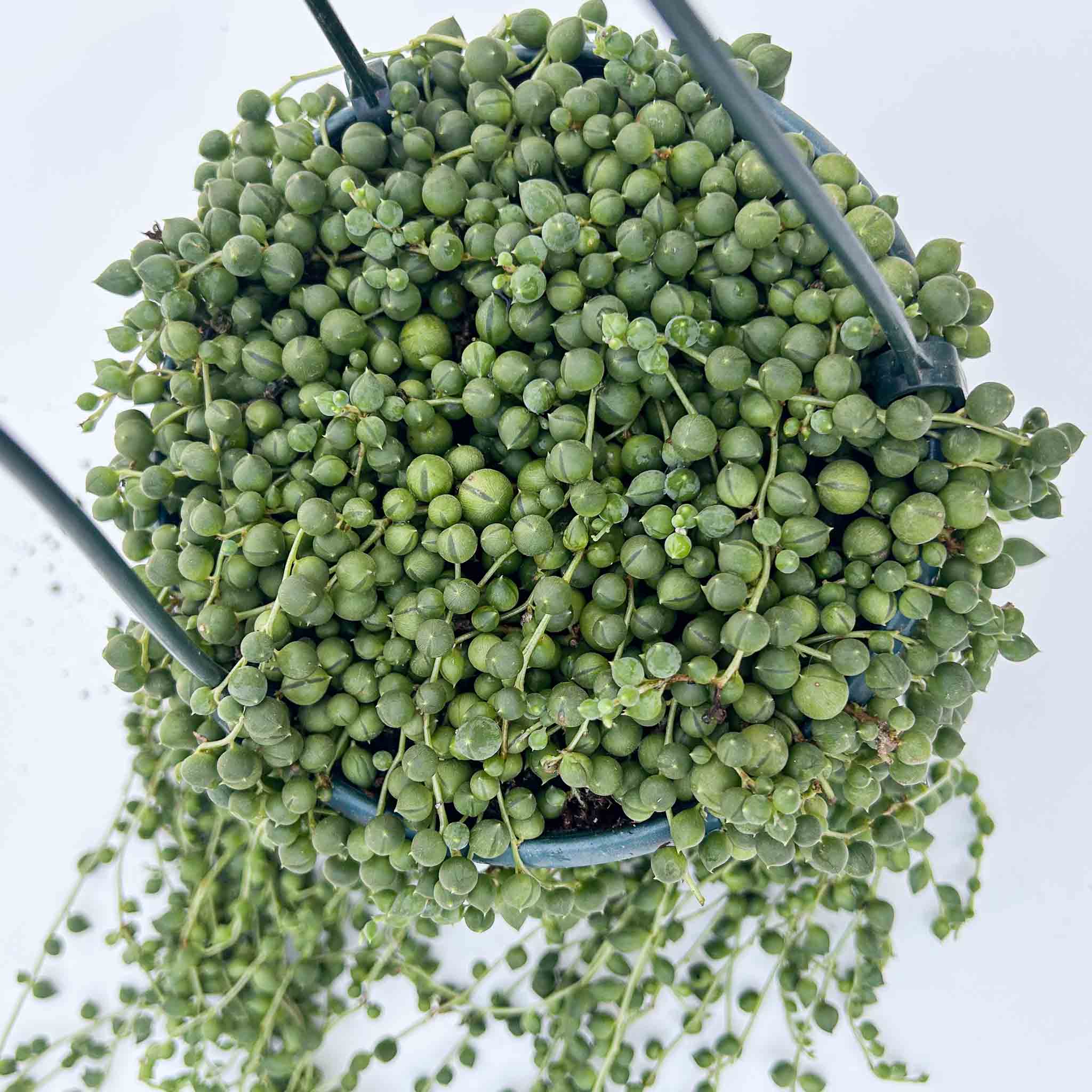 String of pearls Hanging Basket | Senecio rowleyanus - Image 3
