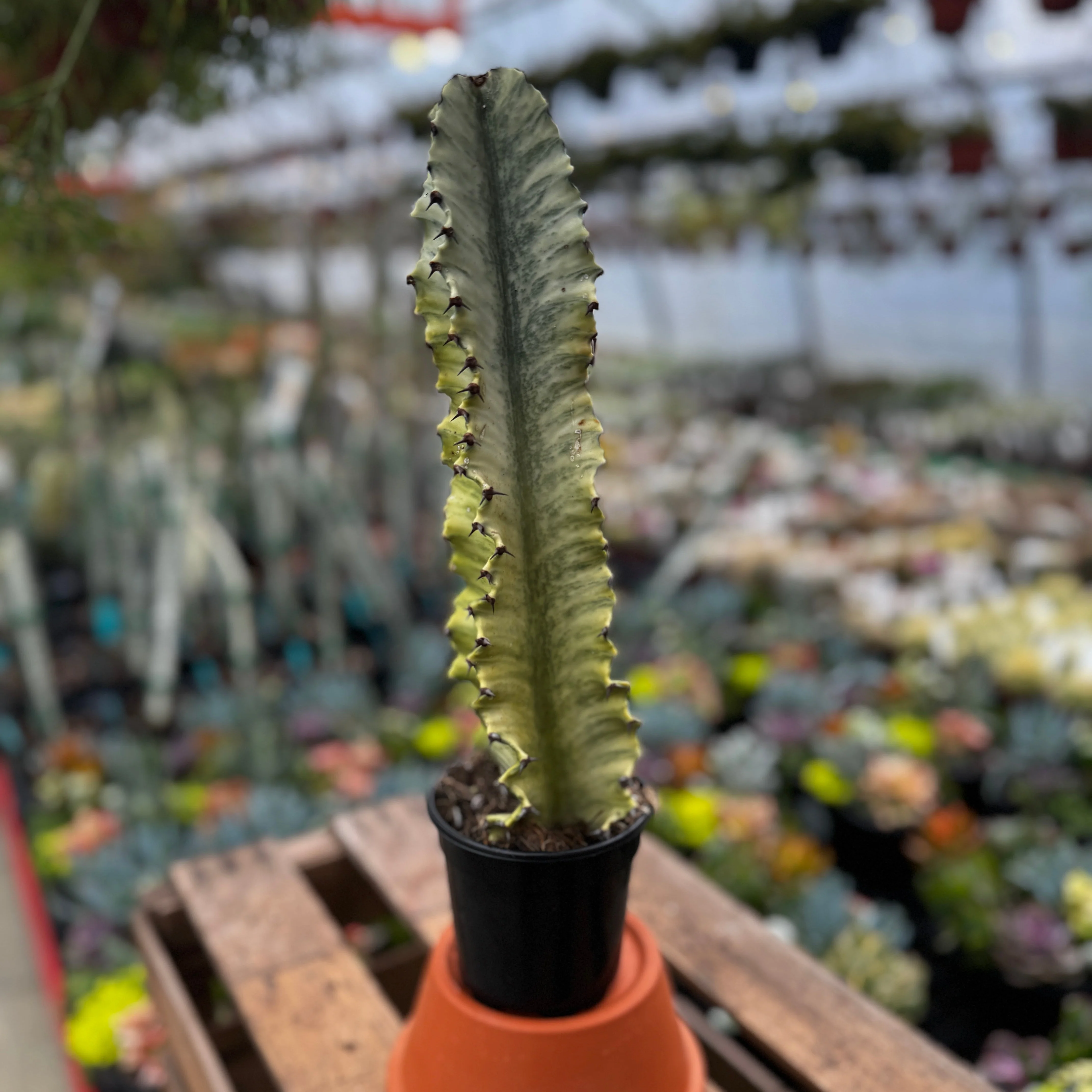 Variegated African Candelabra | Euphorbia Ammak Variegated