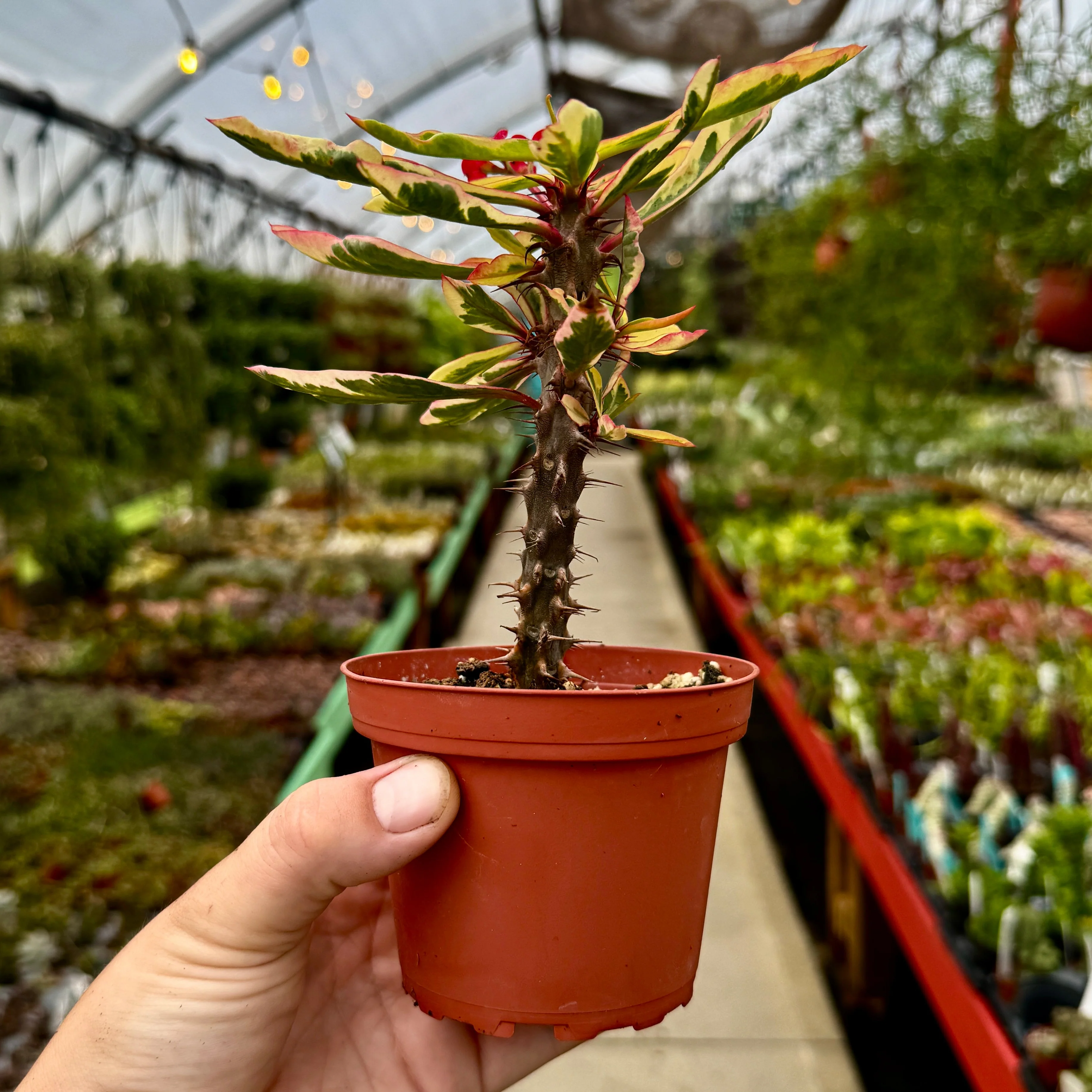 Variegated Crown of Thornes | Euphorbia milii variegata - Image 2