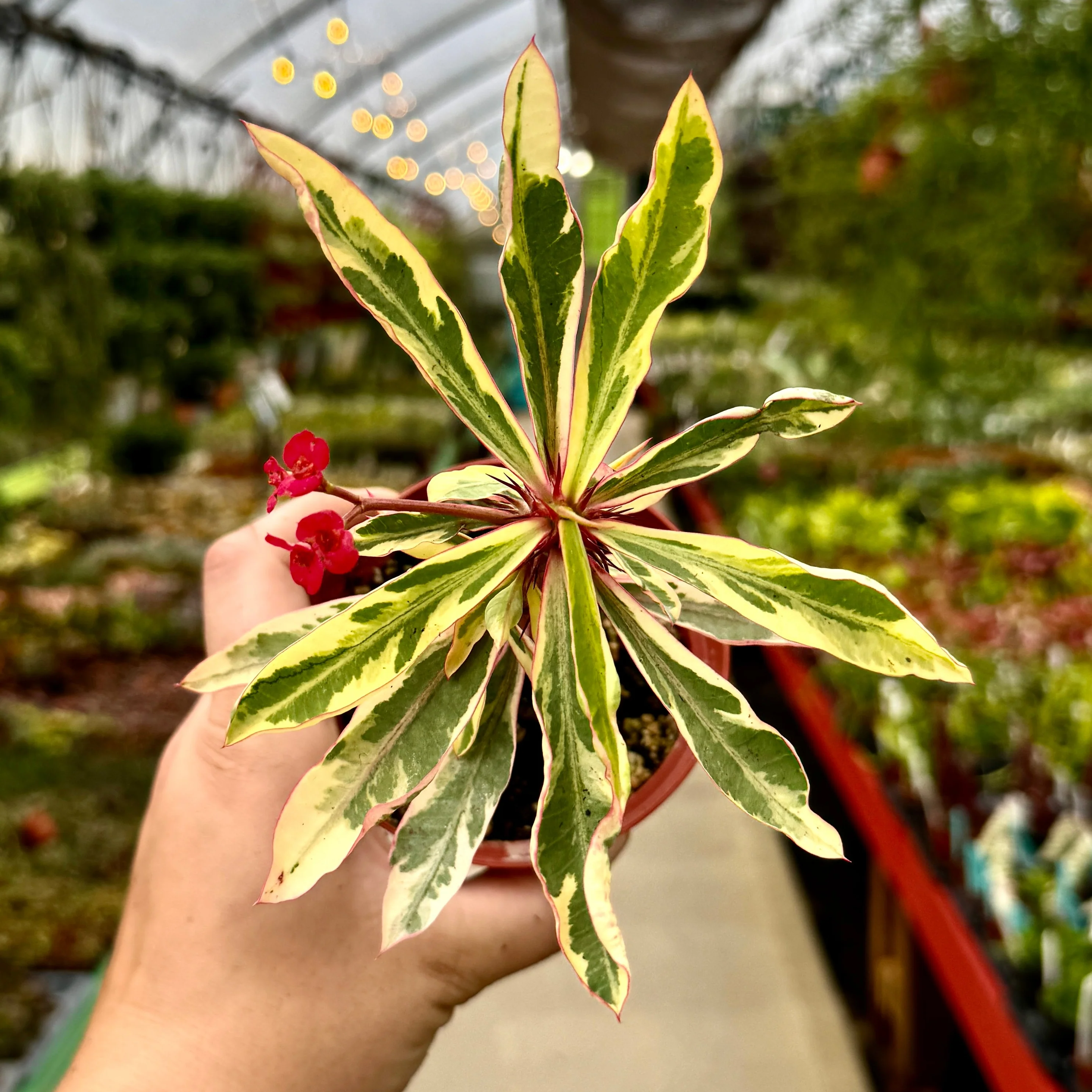 Variegated Crown of Thornes | Euphorbia milii variegata - Image 3