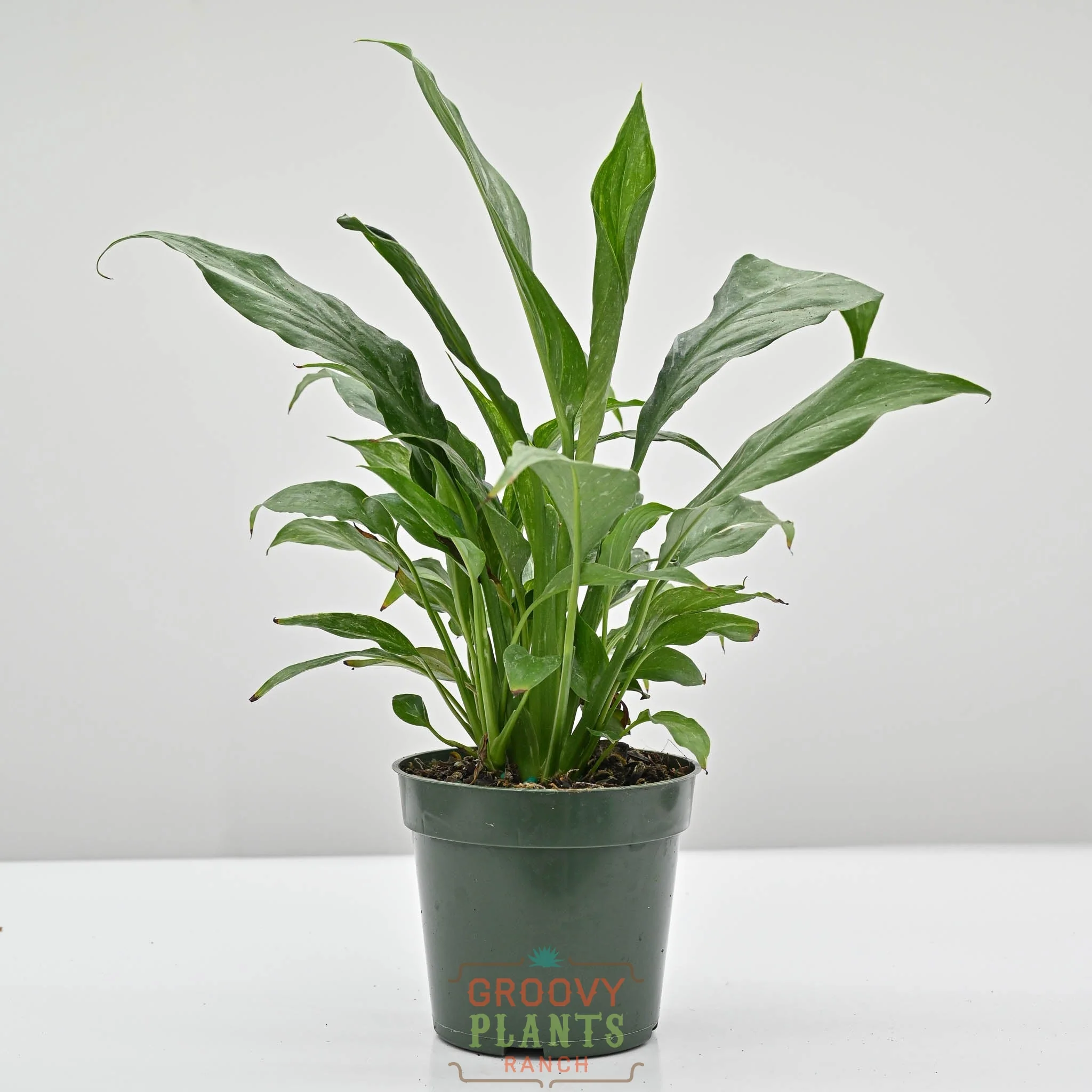 Variegated Peace Lily | Spathiphyllum 'Domino'