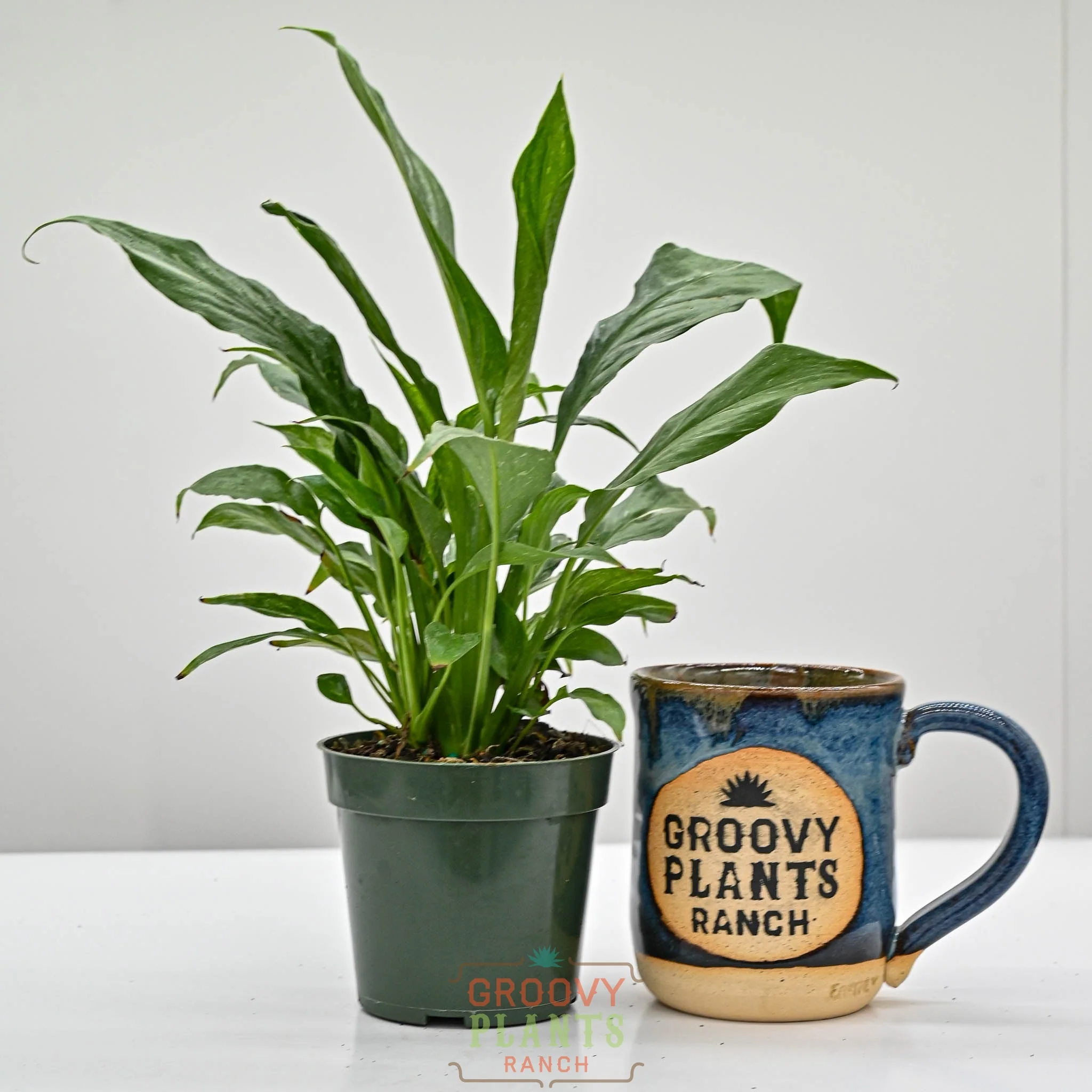Variegated Peace Lily | Spathiphyllum 'Domino' - Image 2