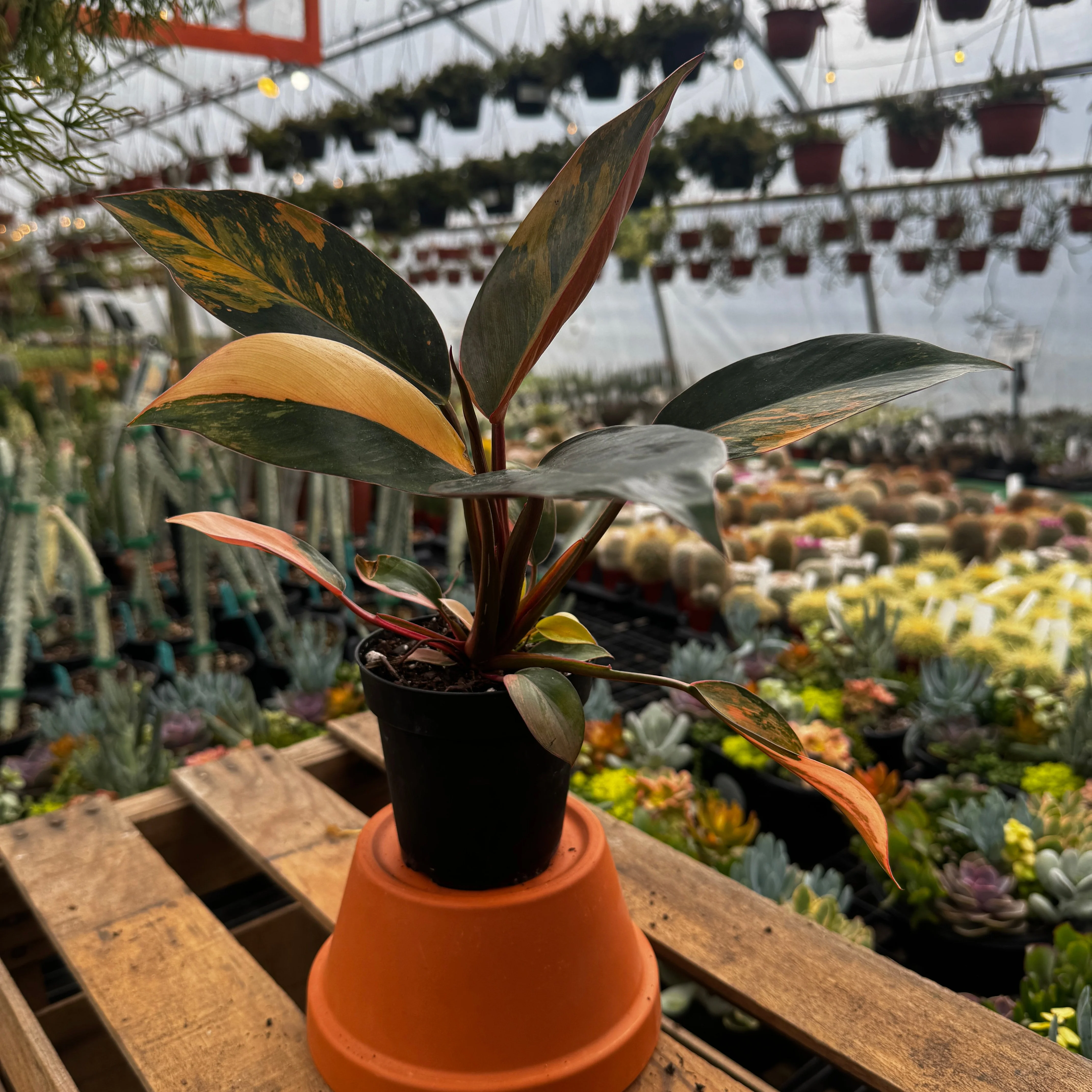 Variegated Philodendron Red Congo 'Red Hot' - Image 2