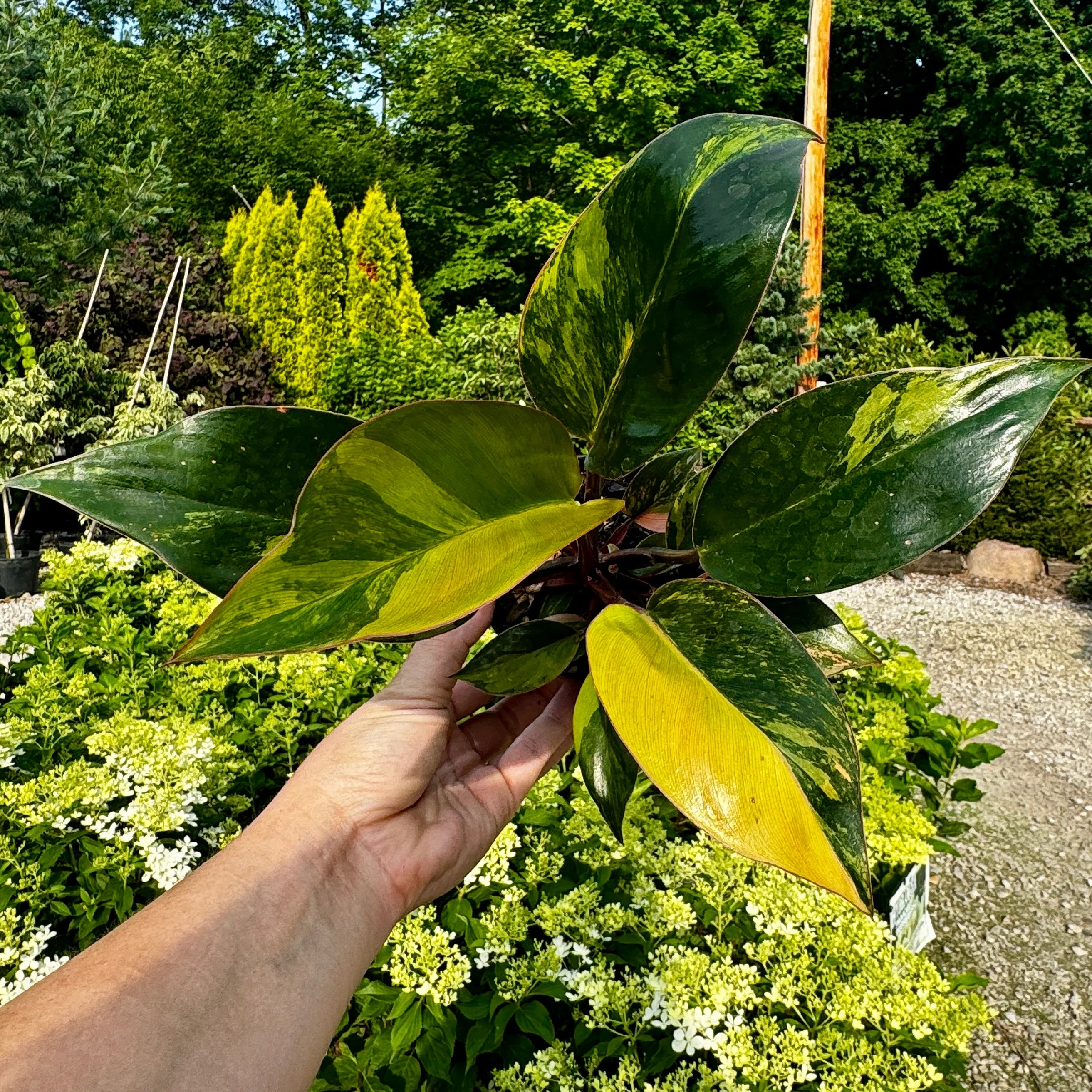 Variegated Philodendron Red Congo 'Red Hot' - Image 3