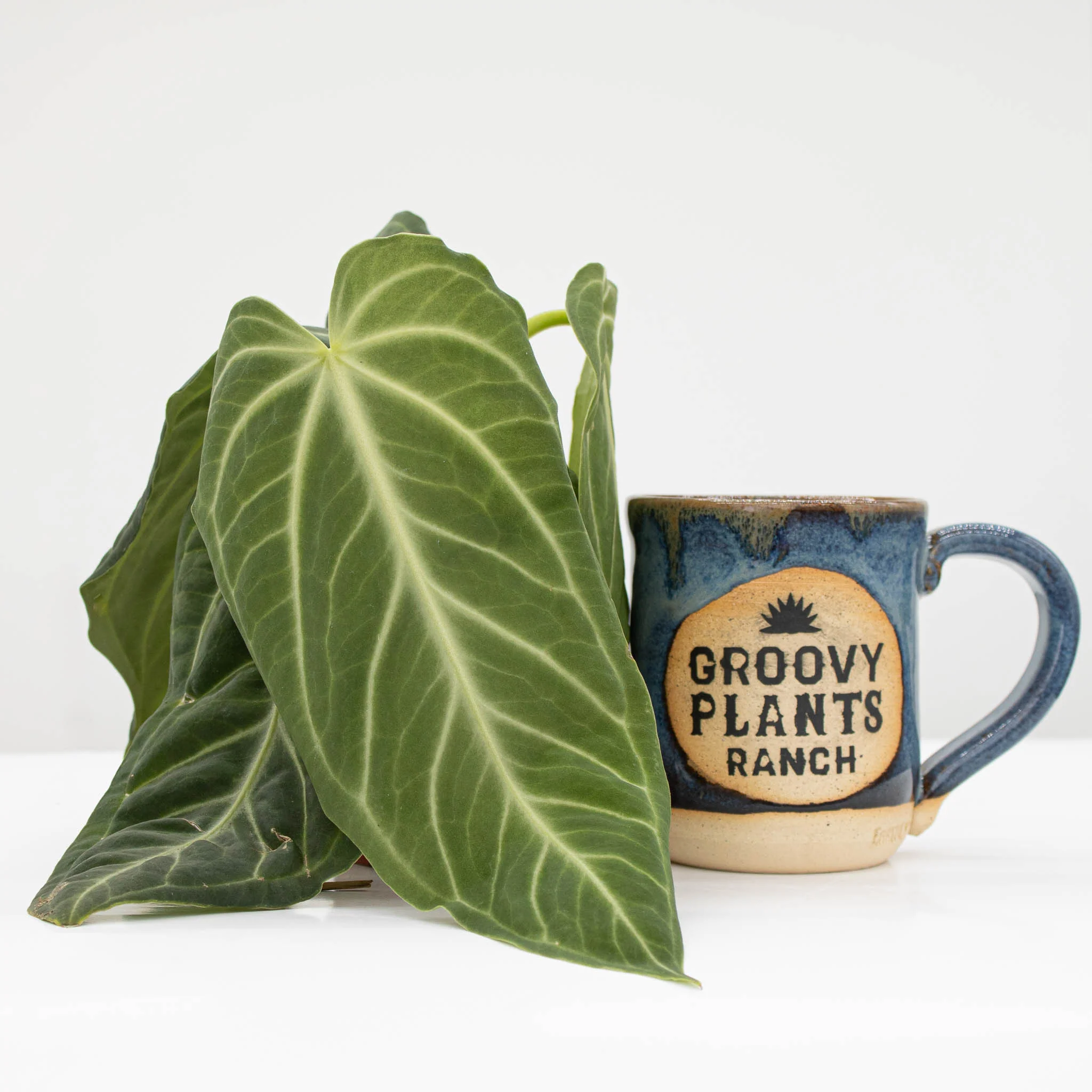 Velvet Anthurium | Anthurium Villenaorum - Image 3