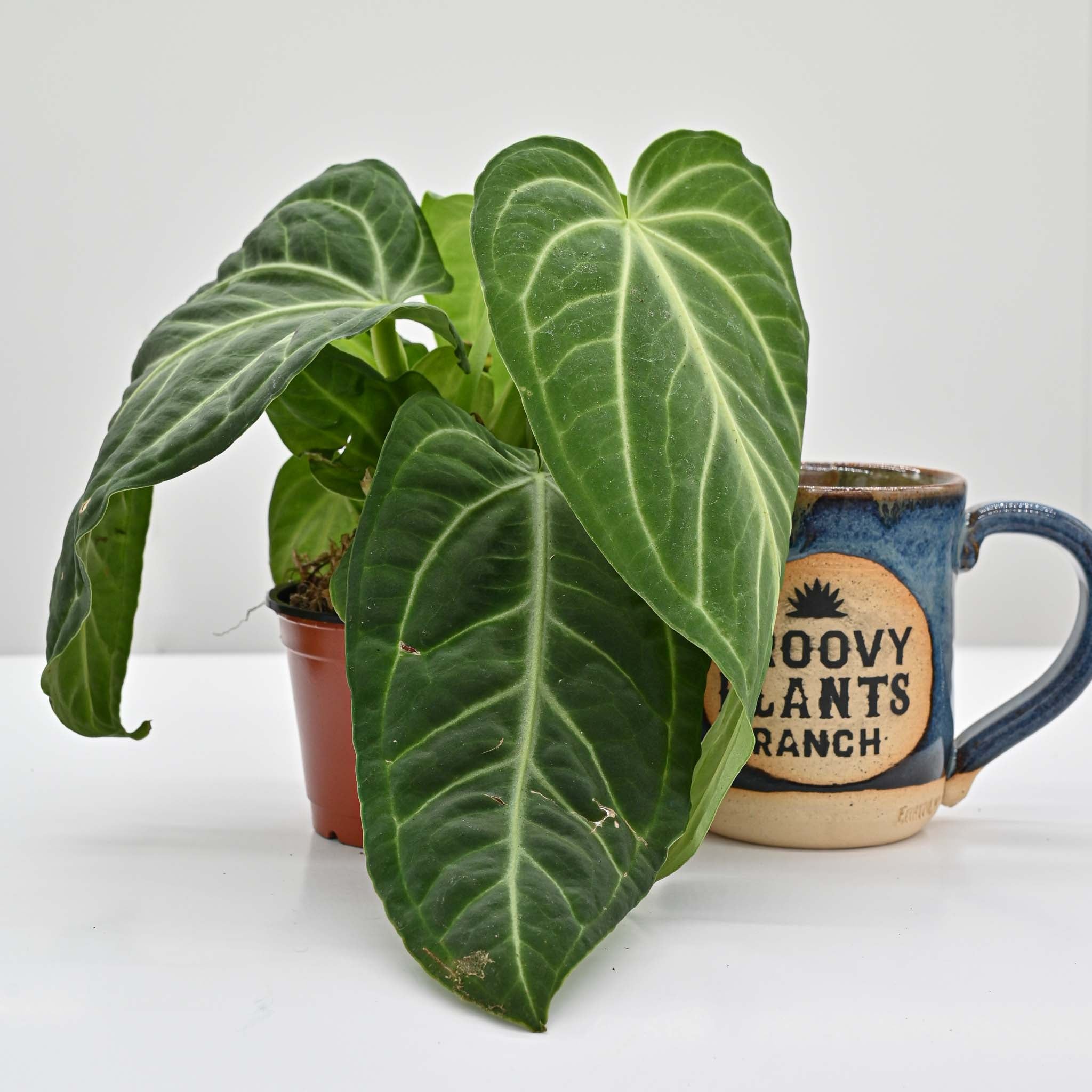 Velvet Anthurium | Anthurium Villenaorum - Image 4