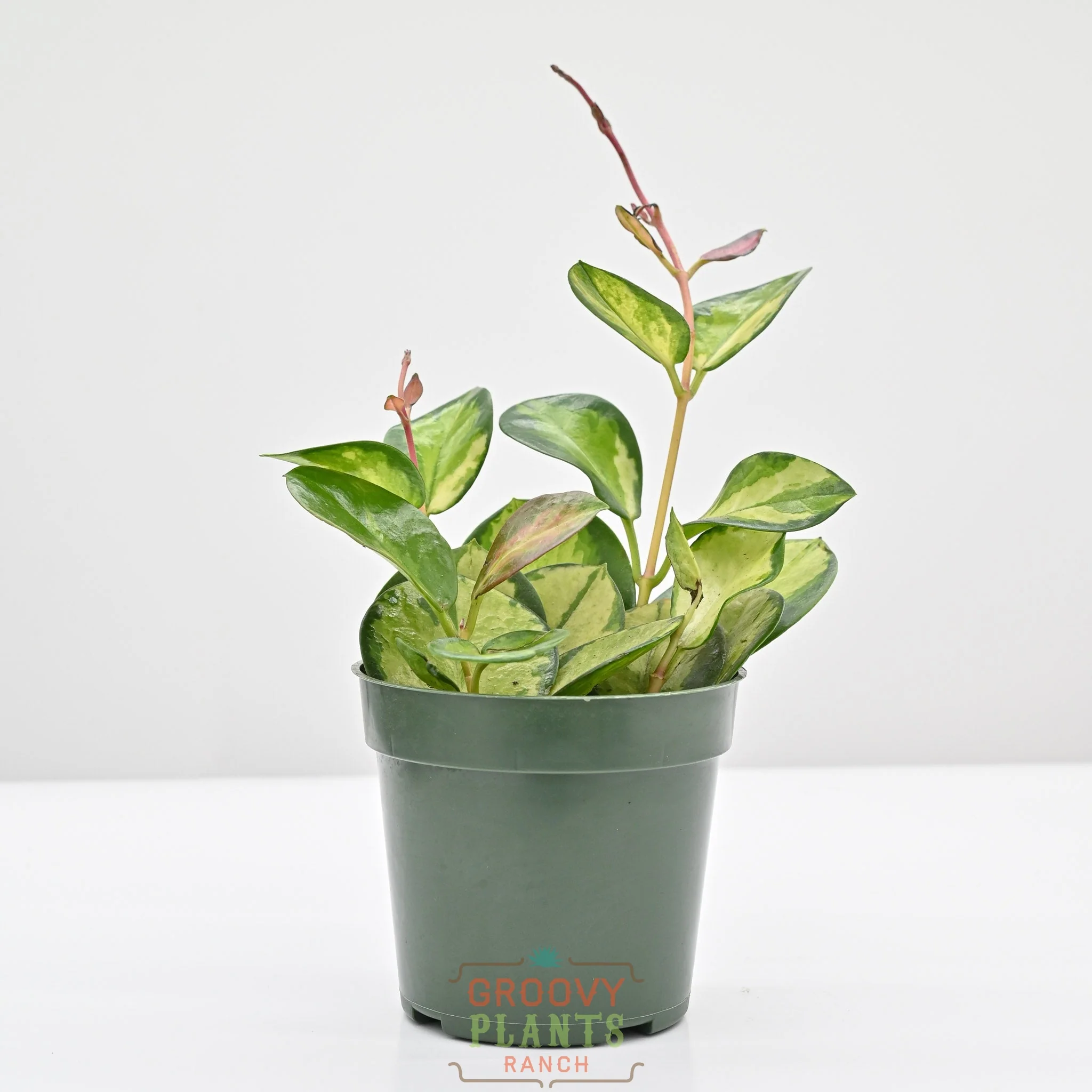 Hoya australis ssp. tenuipes 'Lisa' | Wax Plant - Image 2