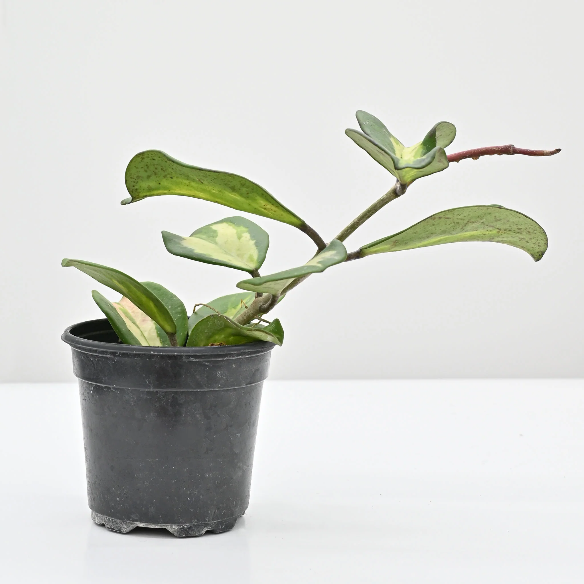 Hoya obovata inner variegated | Wax Plant - Image 3