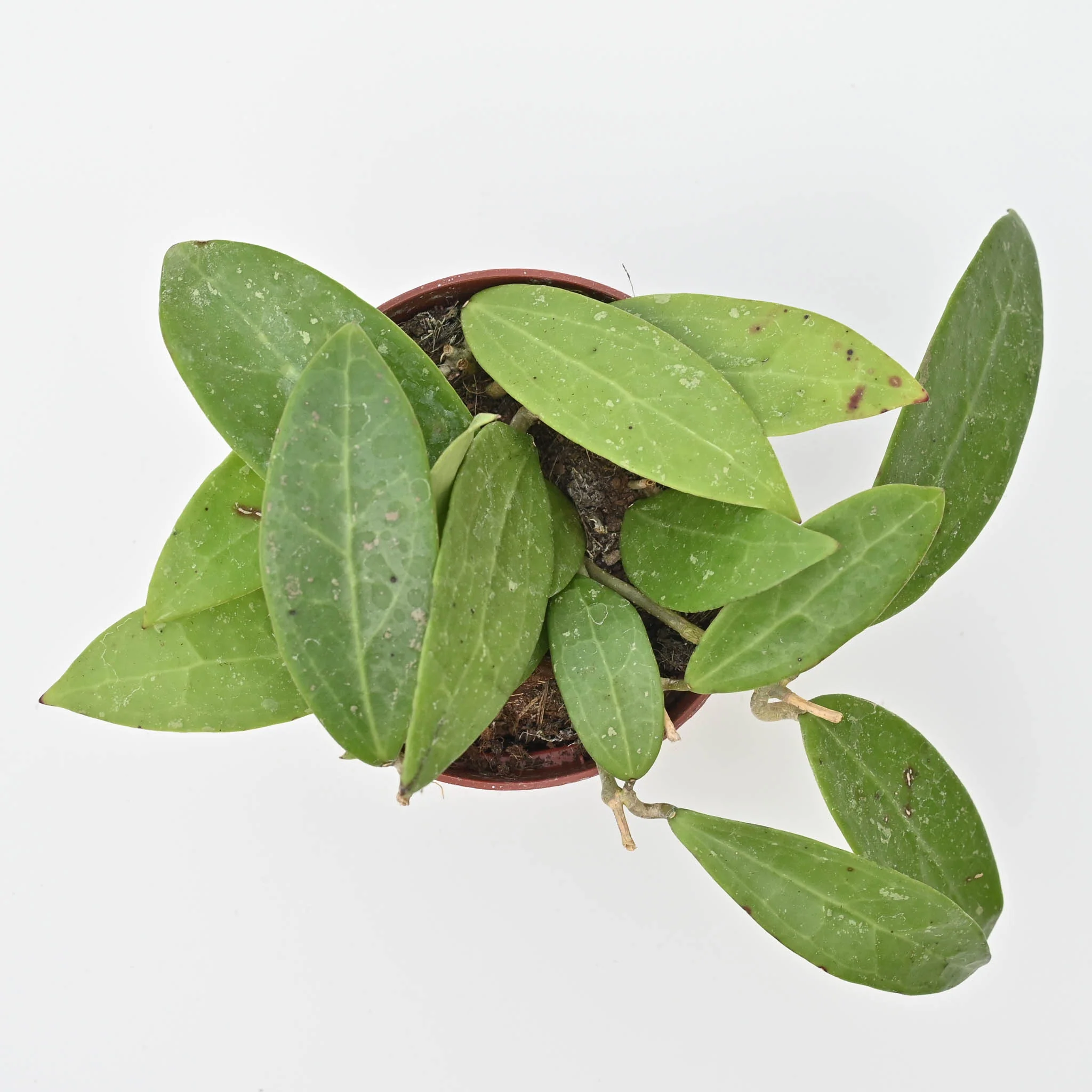 Hoya pallida bogor | Wax Plant