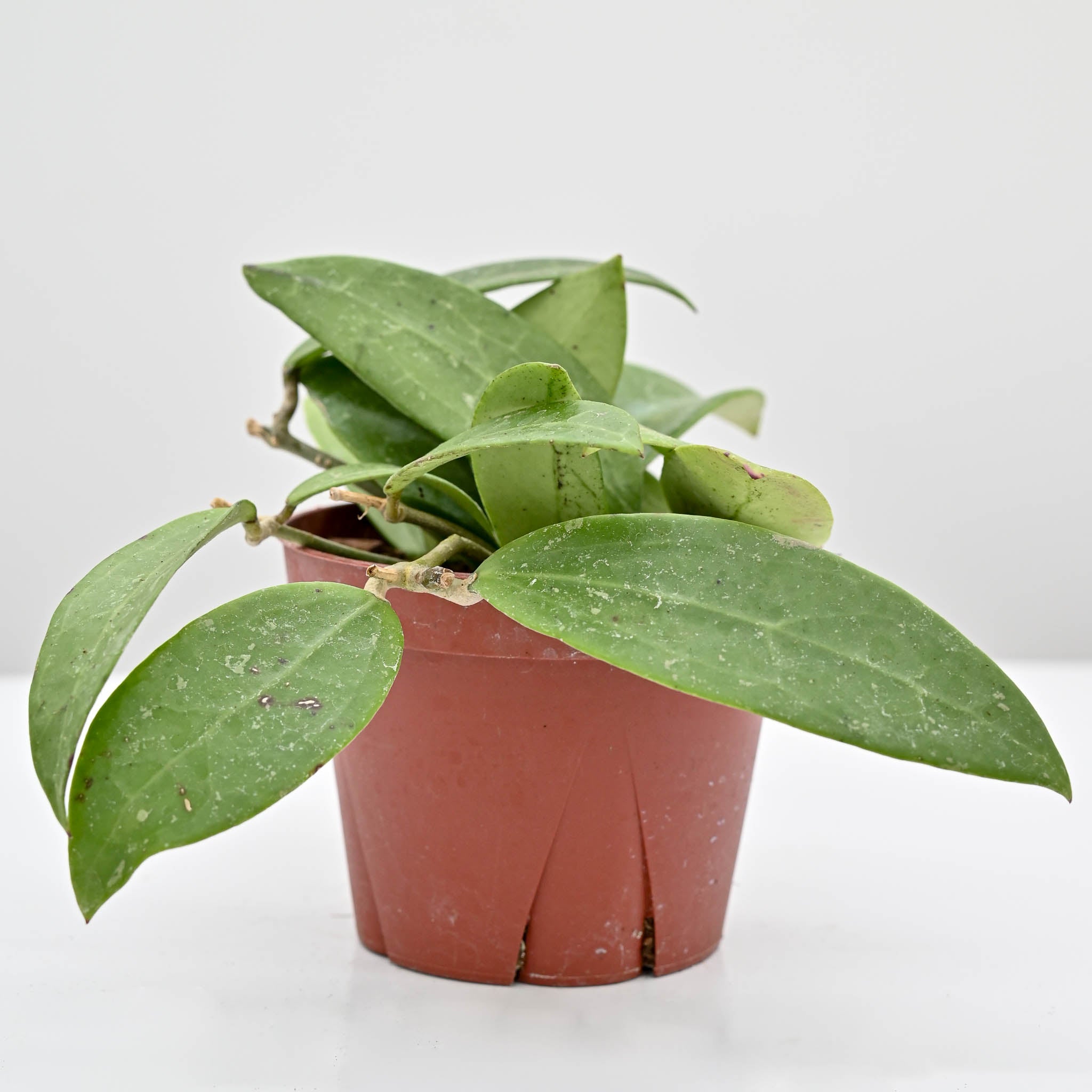 Hoya pallida bogor | Wax Plant - Image 2