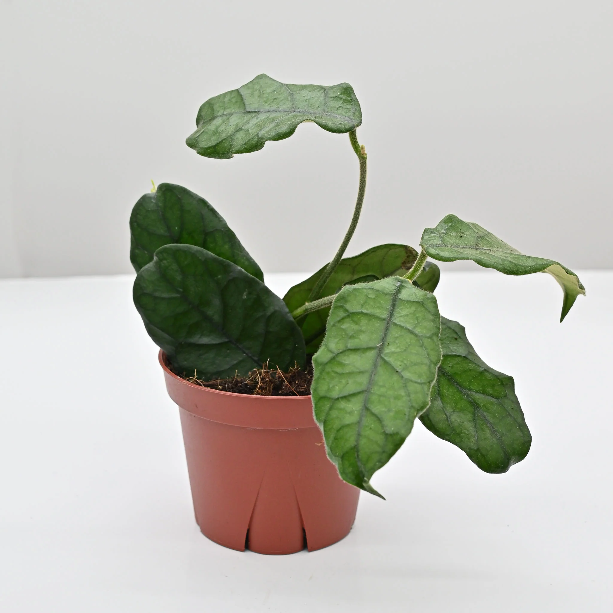 Hoya 'Villosa' | Wax Plant - Image 2