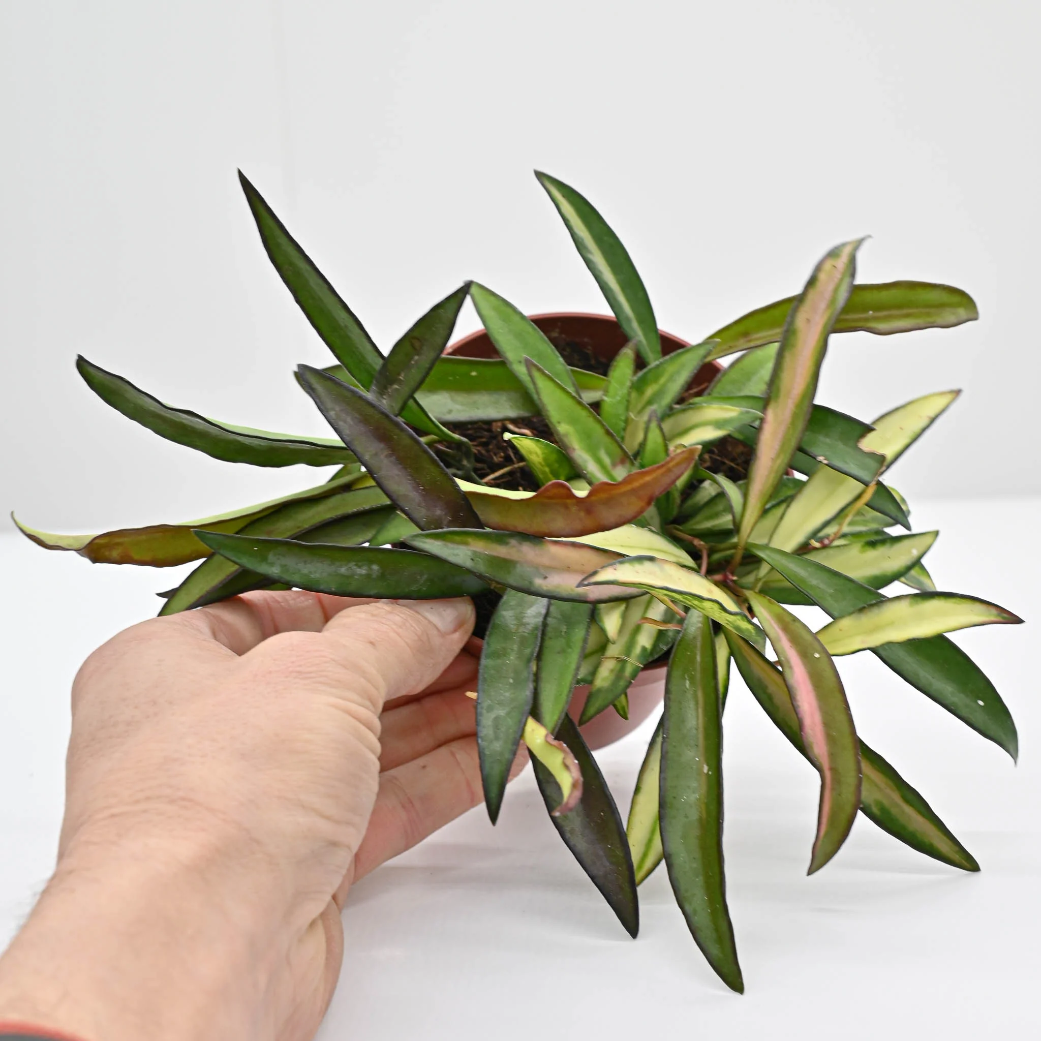 Hoya Wayetii 'Tricolor' | Wax Plant