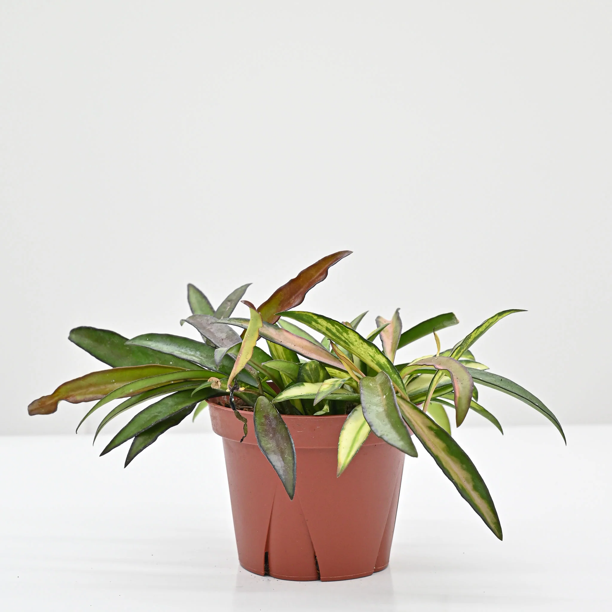 Hoya Wayetii 'Tricolor' | Wax Plant - Image 2