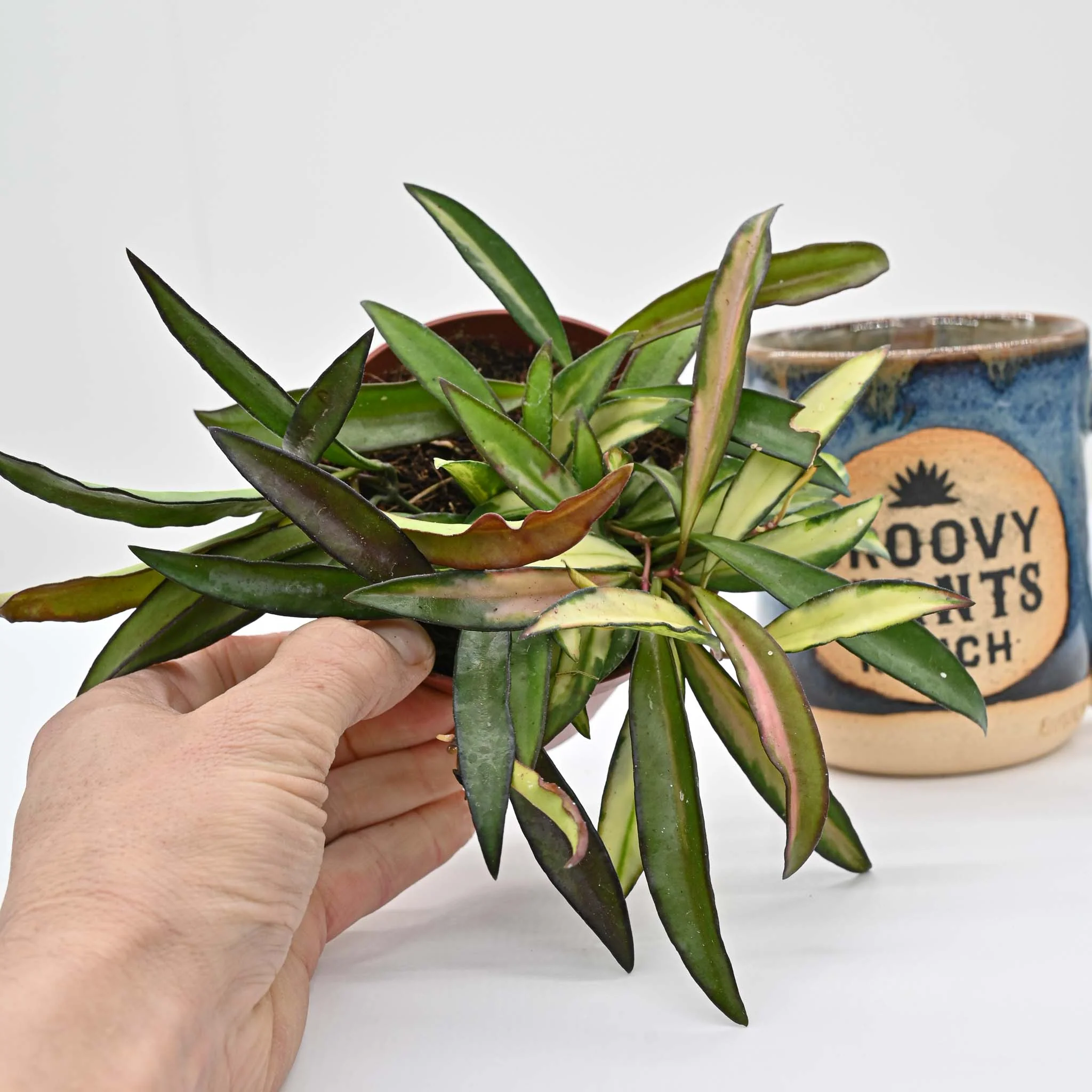 Hoya Wayetii 'Tricolor' | Wax Plant - Image 3
