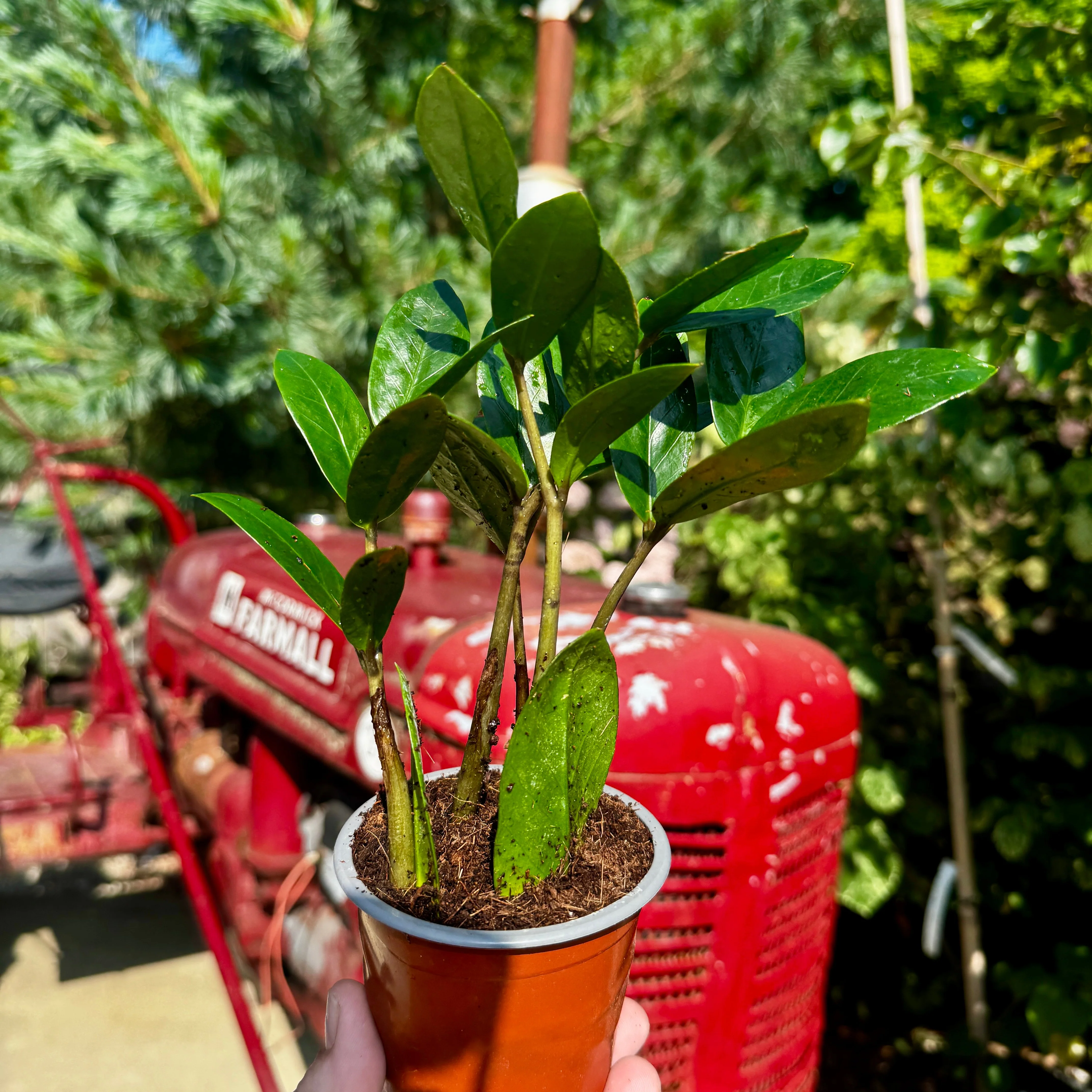 ZZ Plant | zamioculcas zamiifolia - Image 2